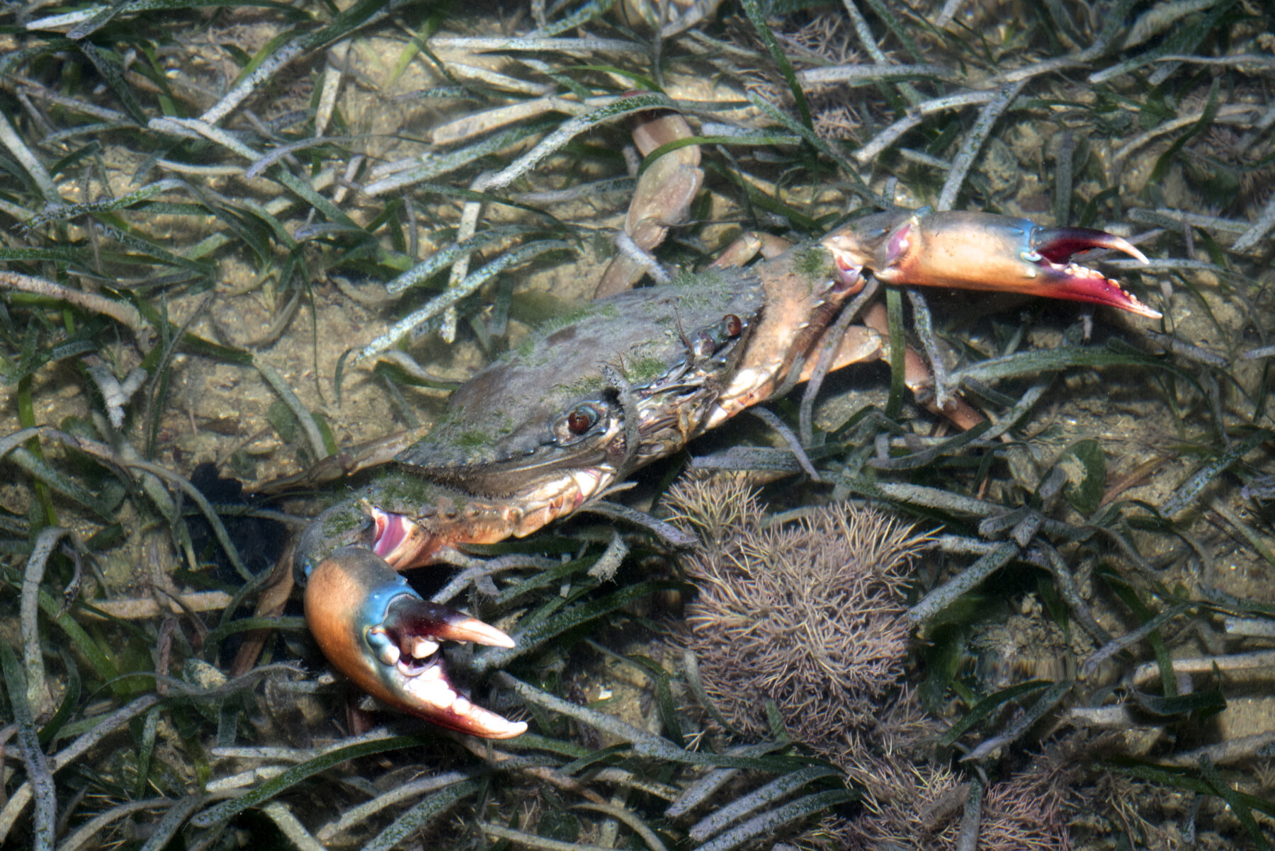A giant mud crab
