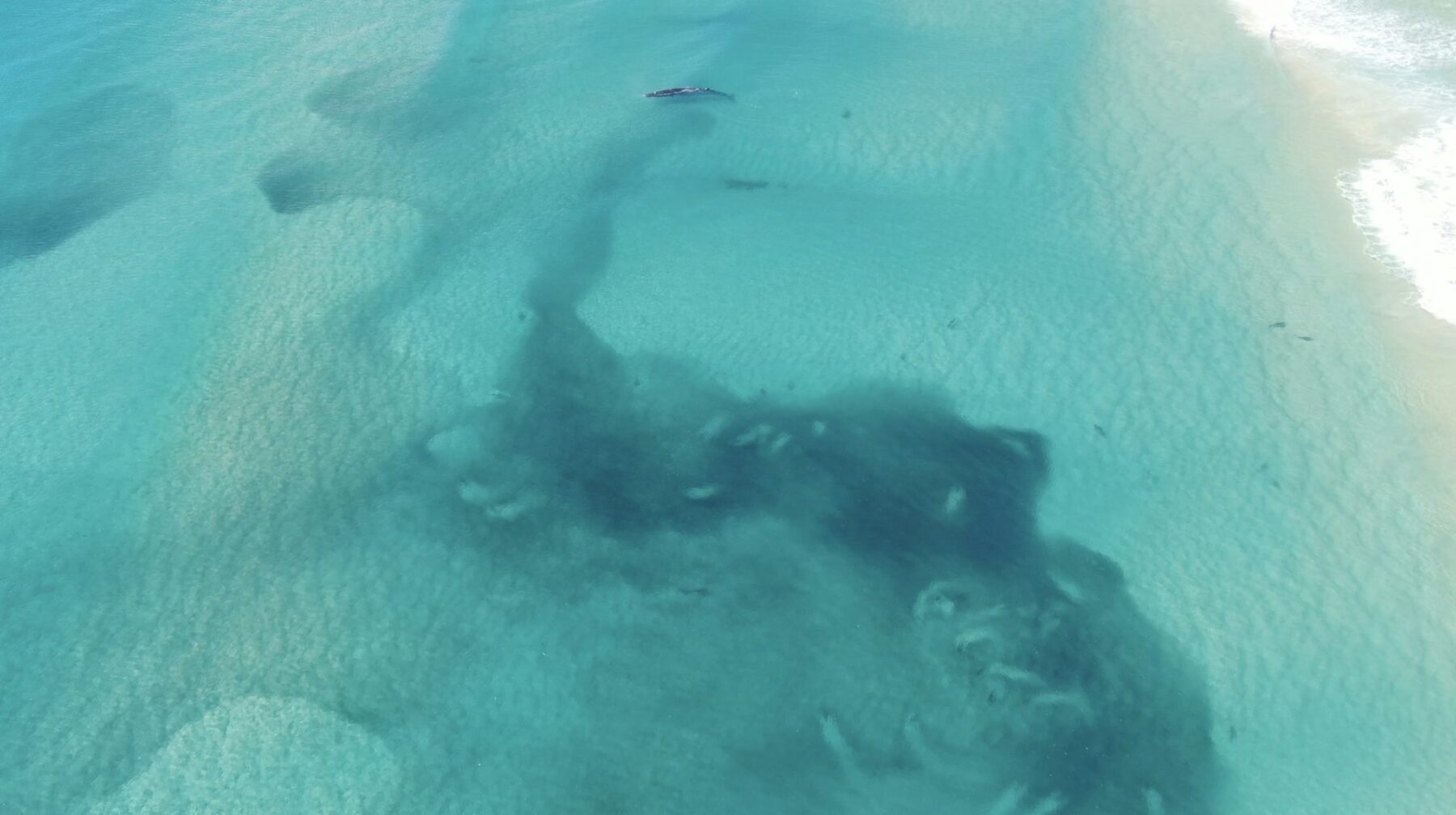 A Bryde’s whale in shallow waters near baitfish.