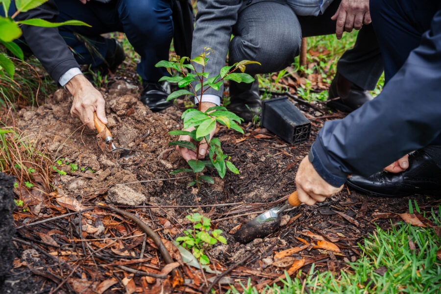 Blueberry Ash Tree - FNPWs One Millionth Tree