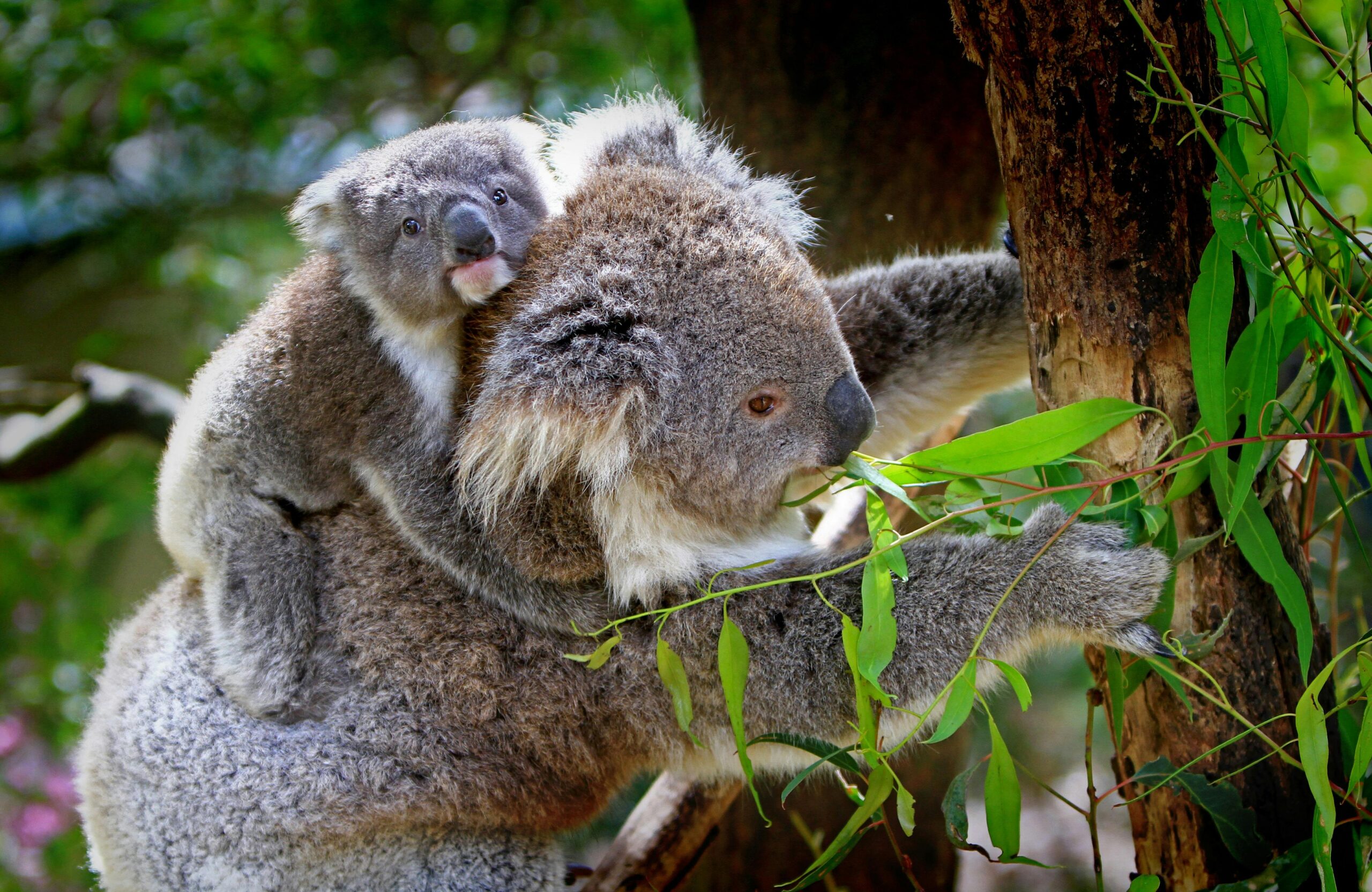 a koala with a joey on its back