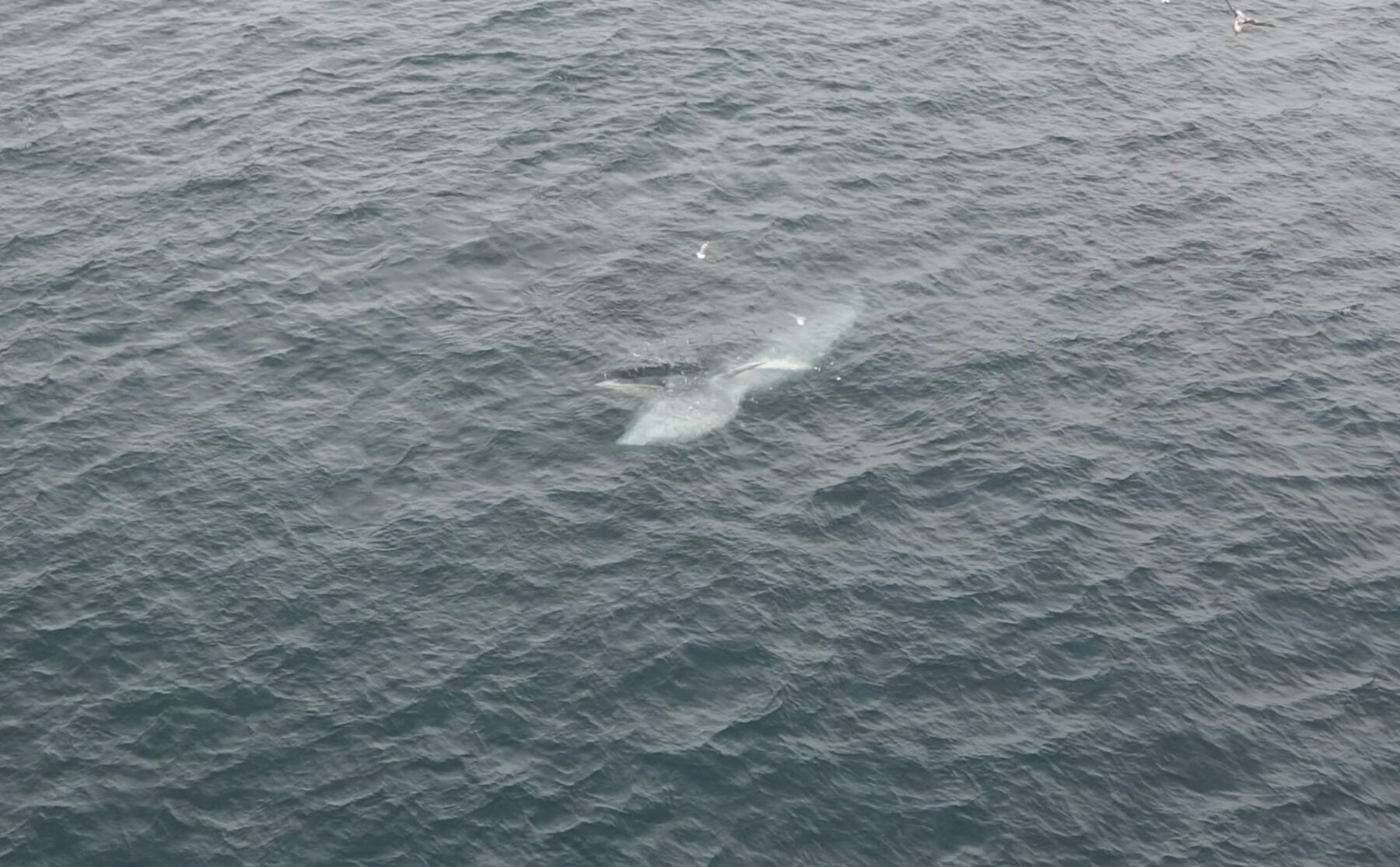 Lunging Bryde’s whale feeding on small baitfish in New South Wales waters.