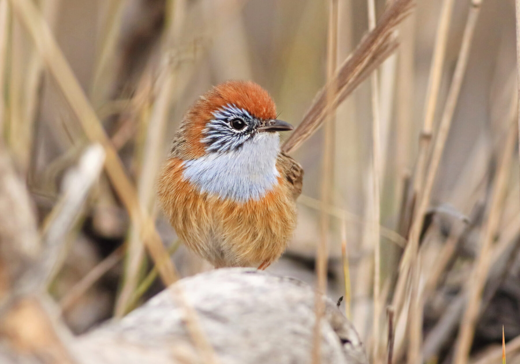 A Mallee emu-wren