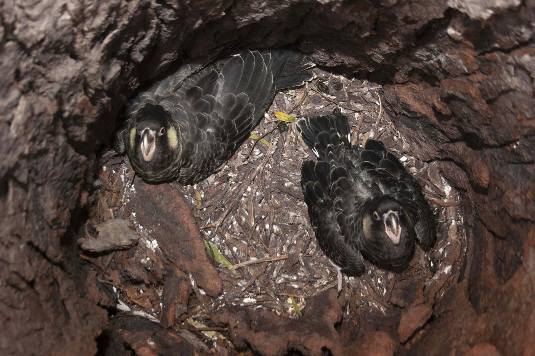 a pair of Carnaby's black-cockatoo chicks in a log hollow