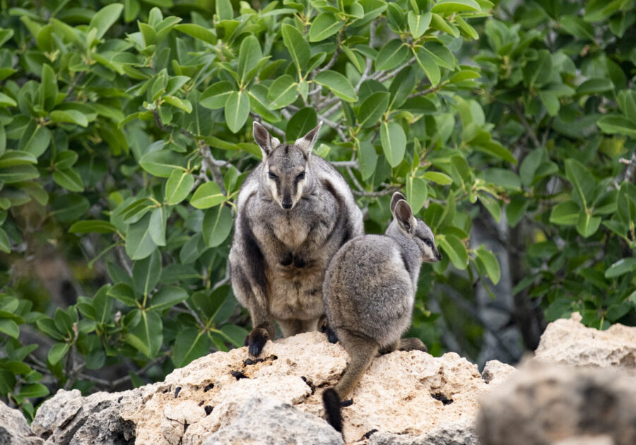 Black-flanked rock wallabies