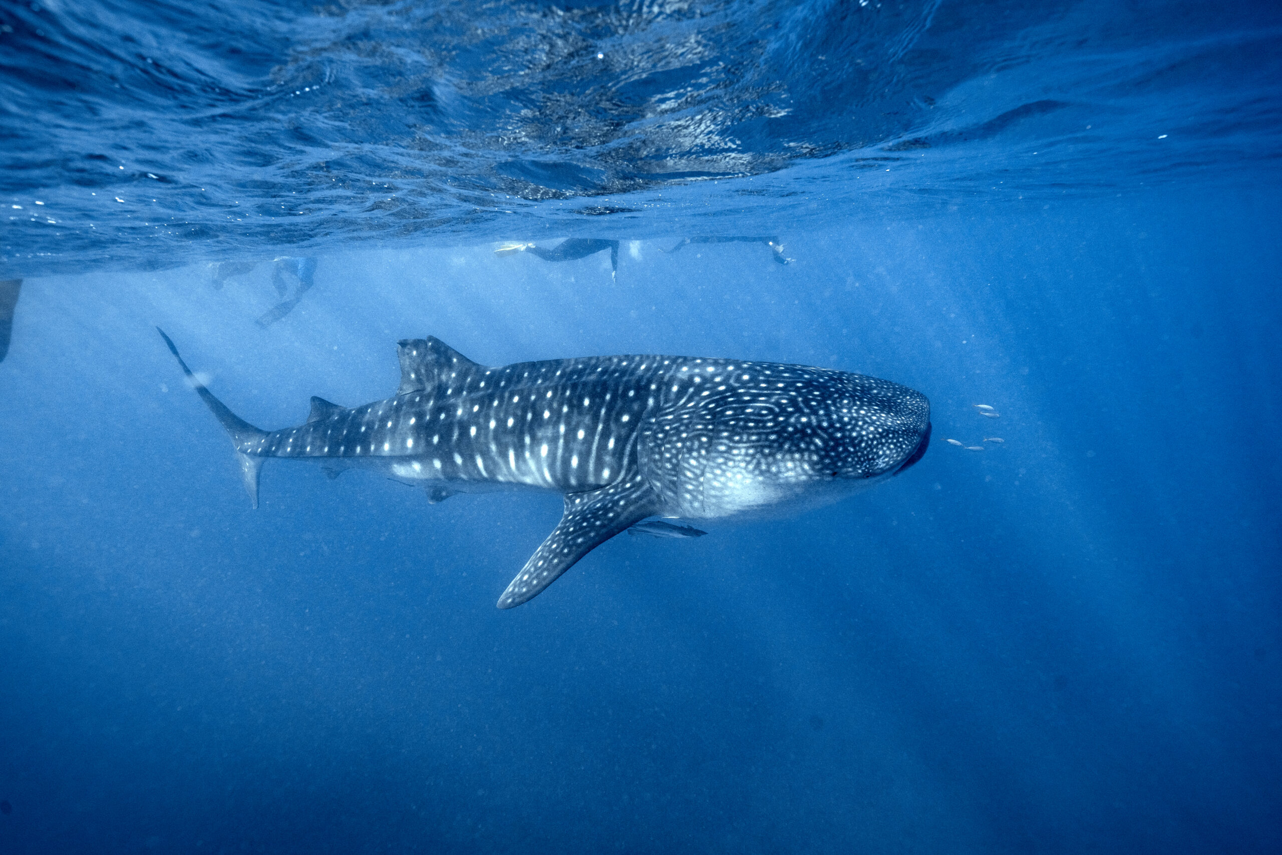 Cruising with whale sharks