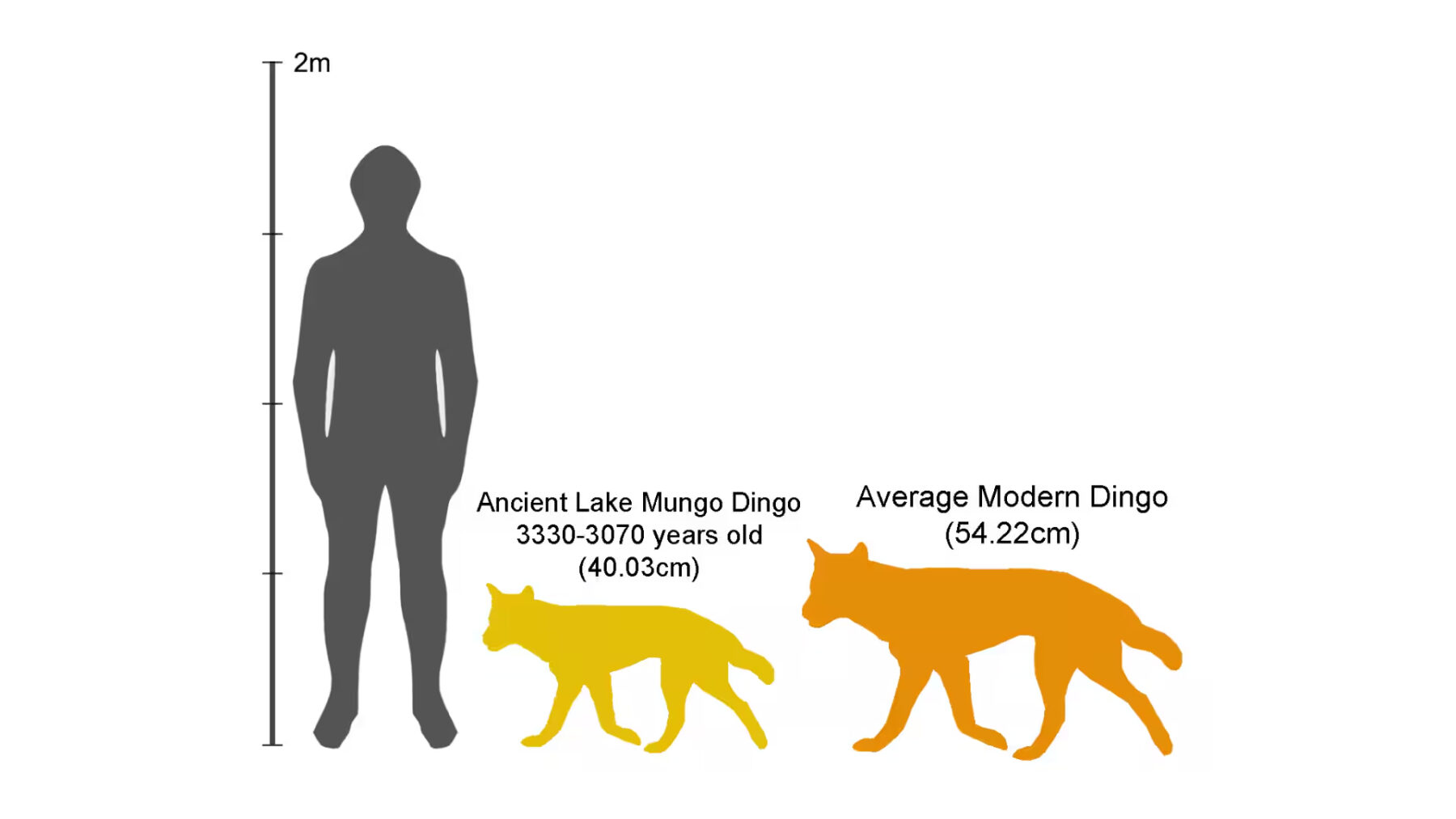 A graphic showing relative heights of dingoes