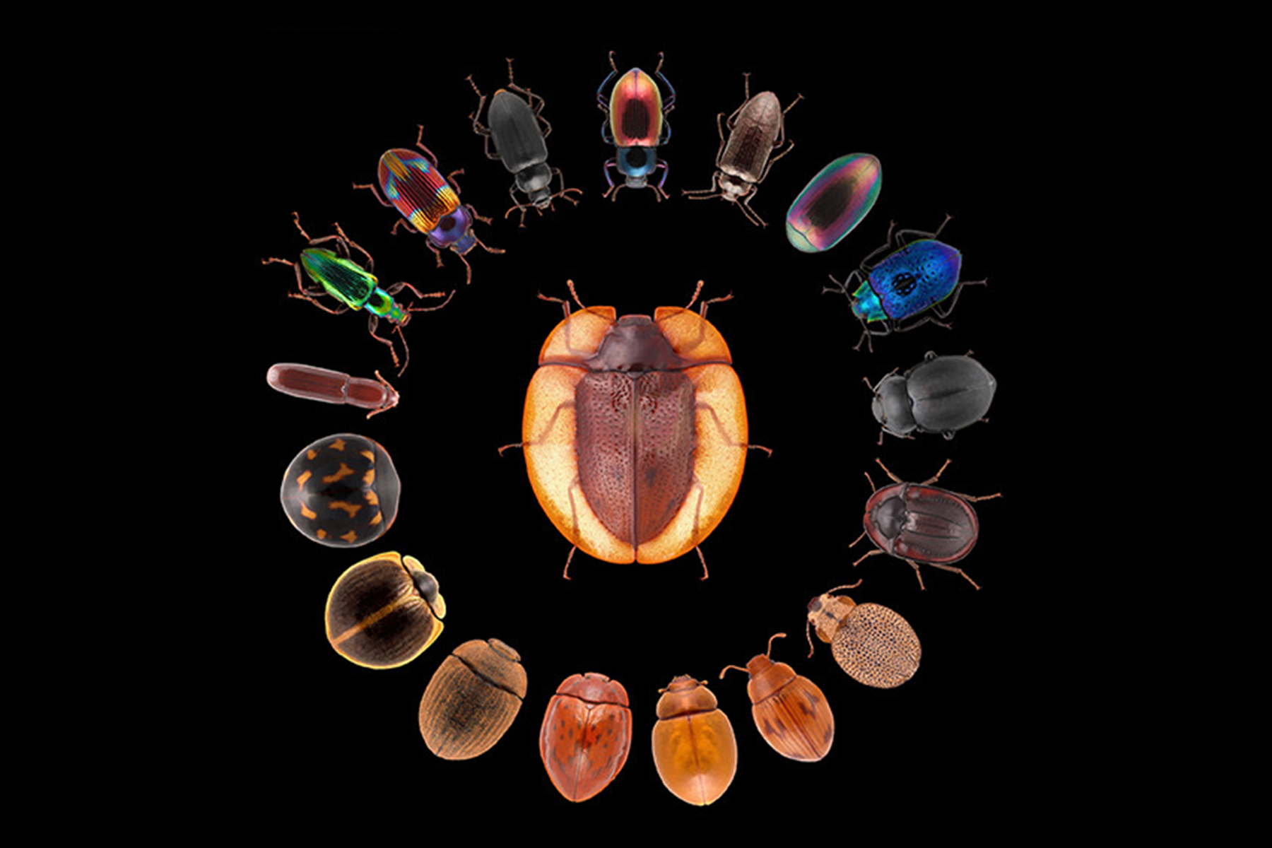 How darkling beetles rose to ‘global ecological dominance’