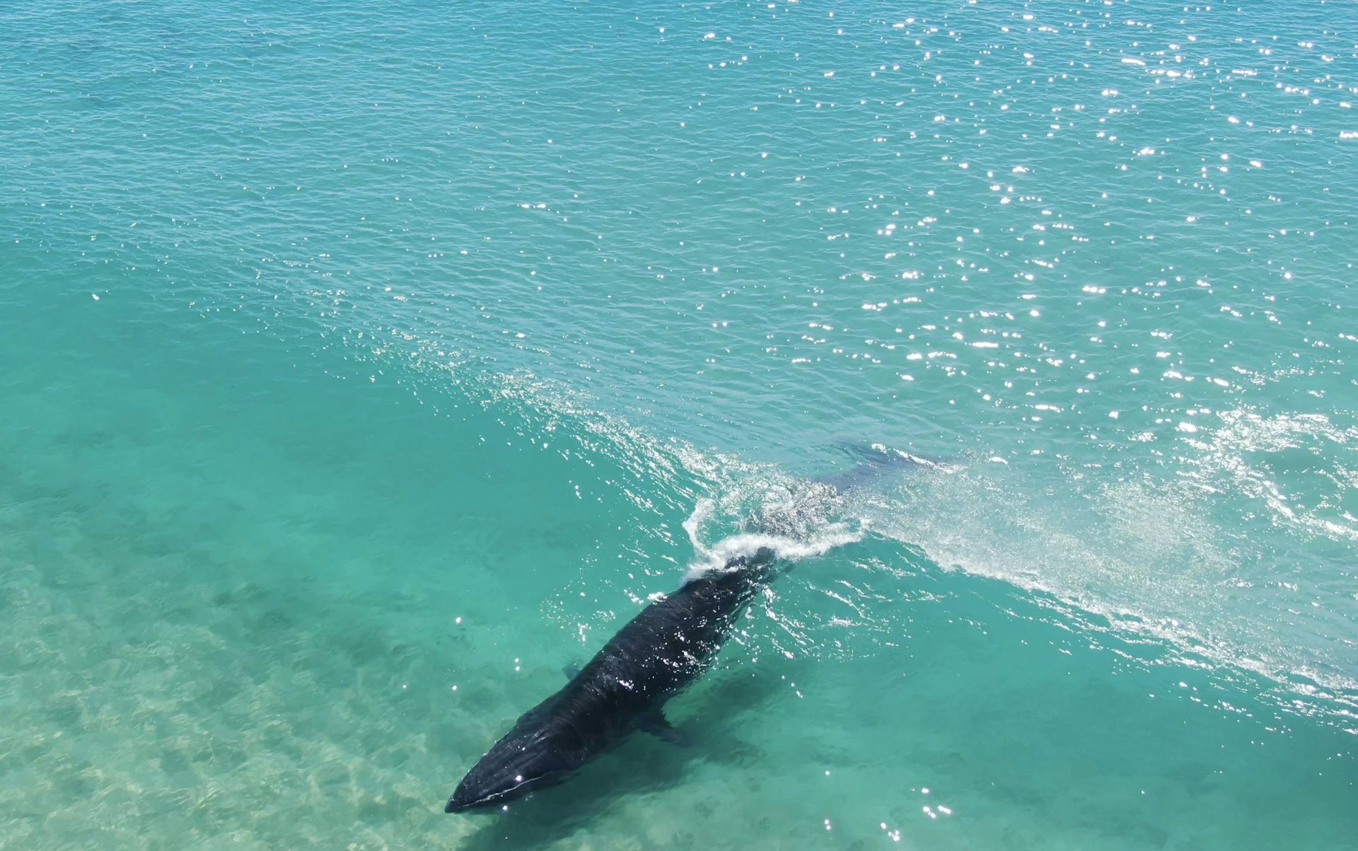 Footage reveals ‘surfing’ whales in Australian waters