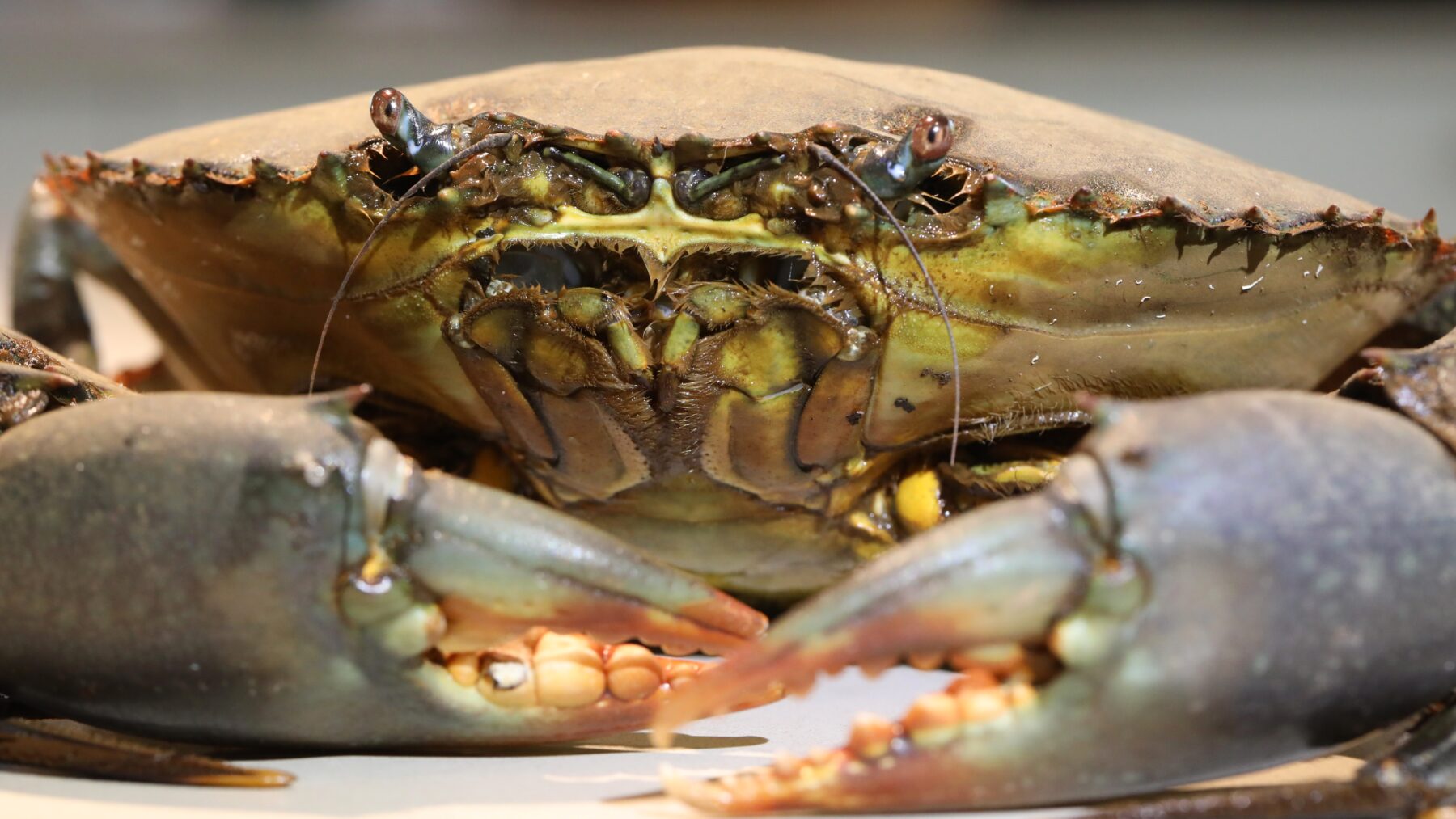 a close-up of a giant mudcrab