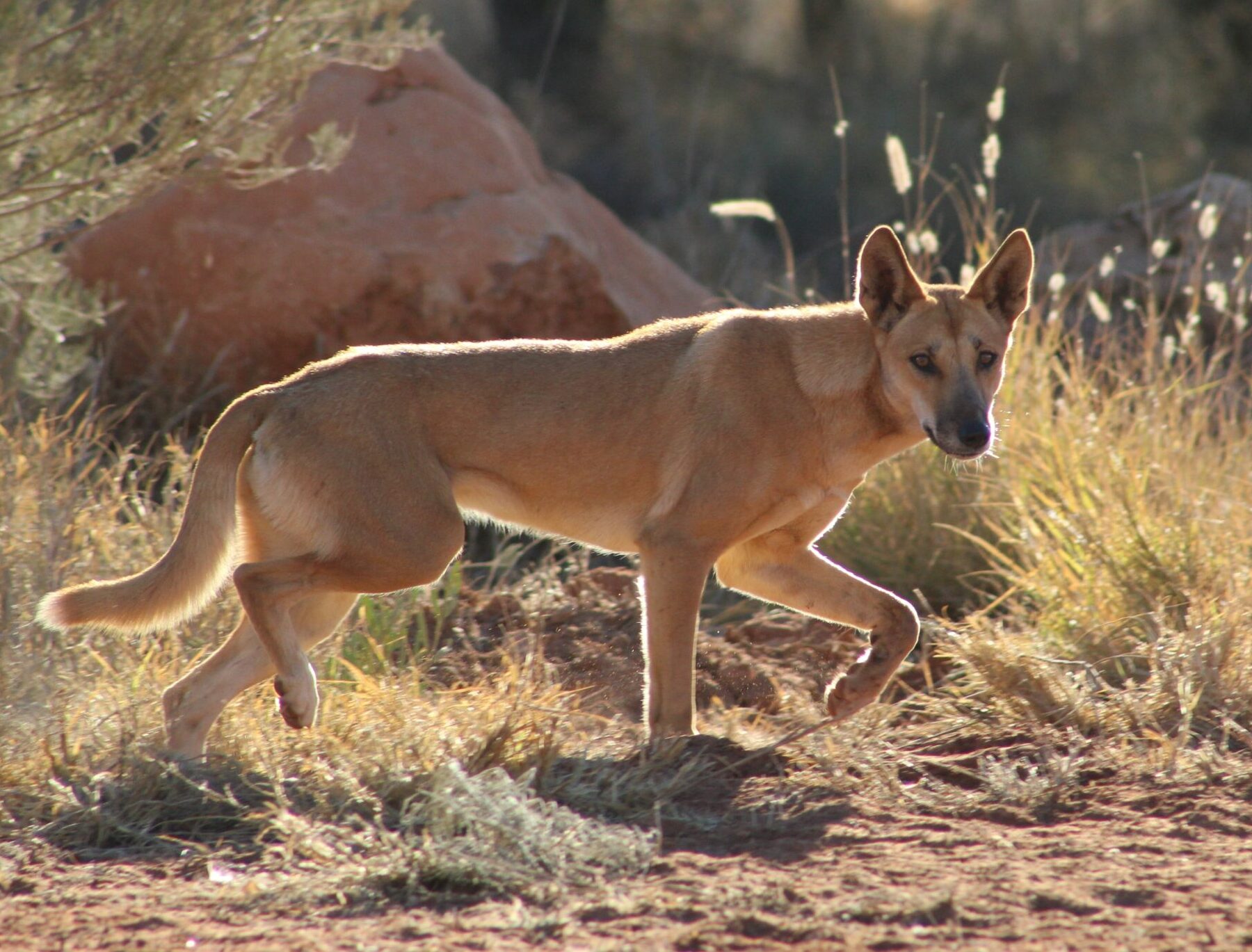 Dingo descendants unveiled