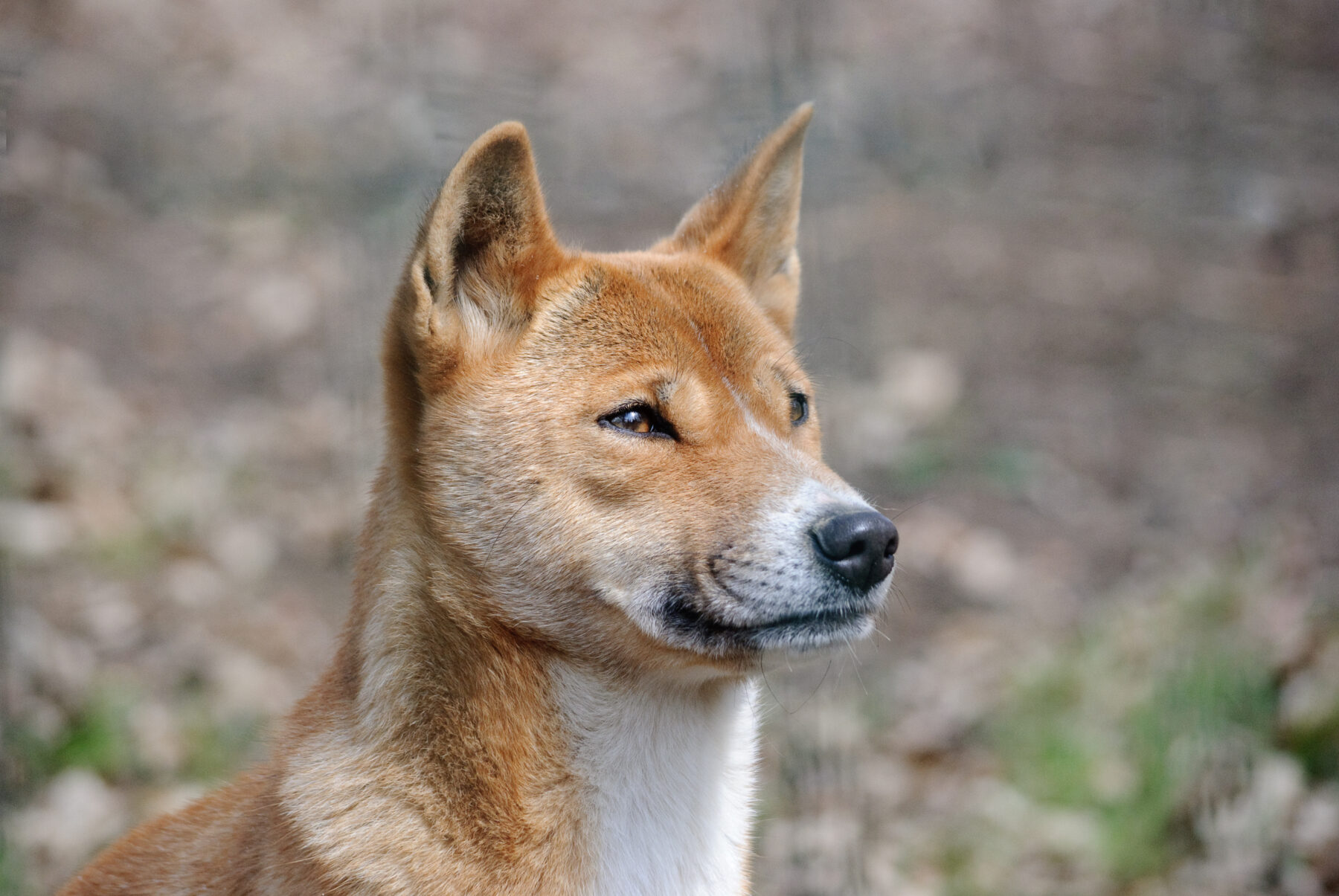 A New Guinea singing dog