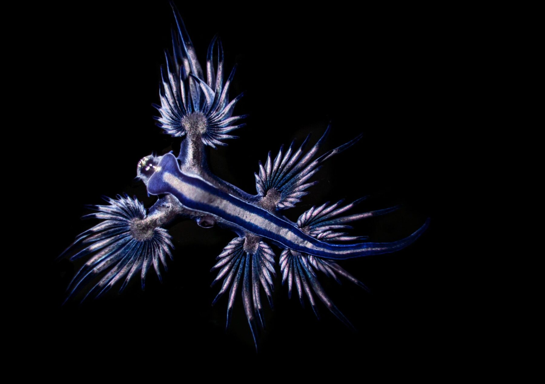 A blue dragon