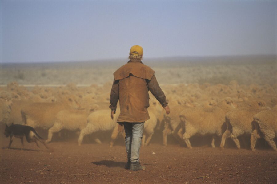 A man yarding merino sheep with a dog. Bare red earth ground in foreground.