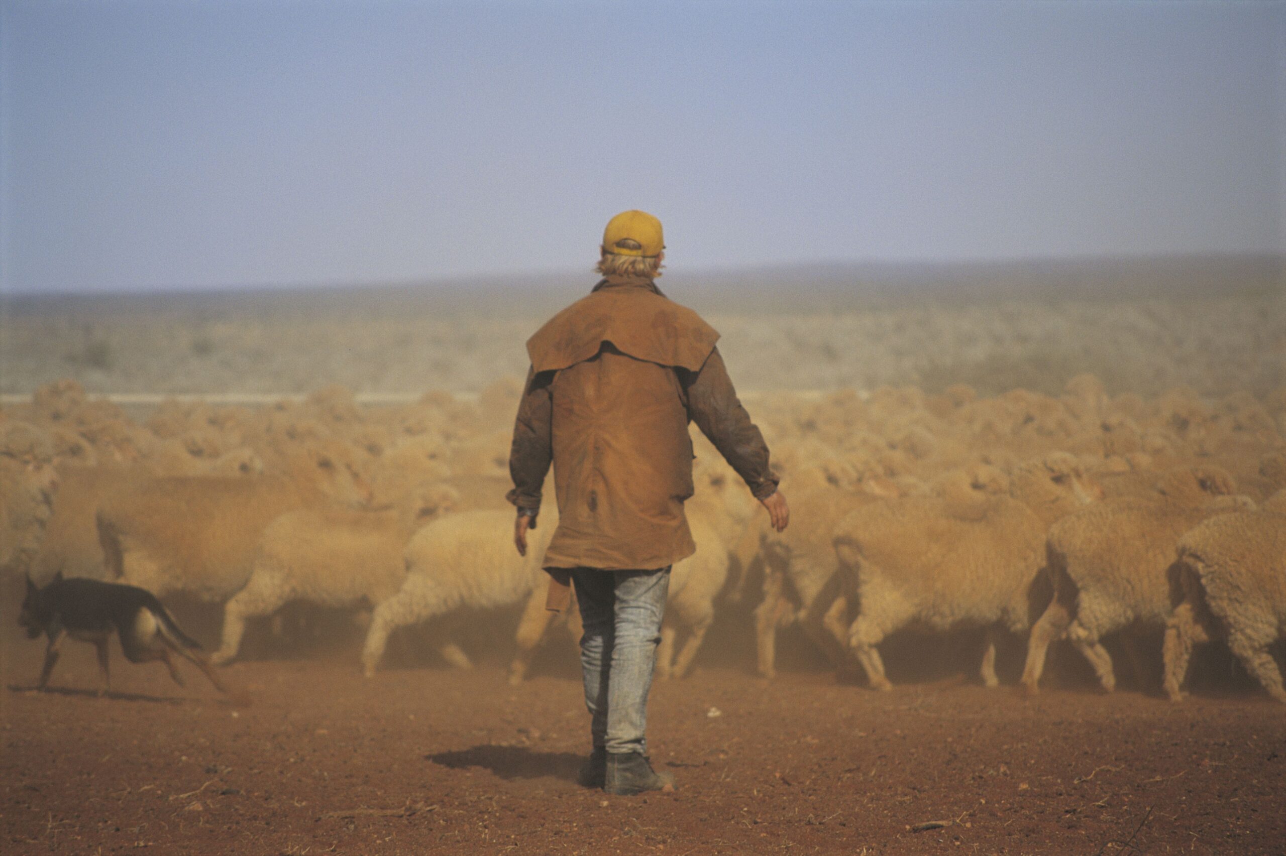 Defining Moments in Australian History: Australia’s merino wool industry begins
