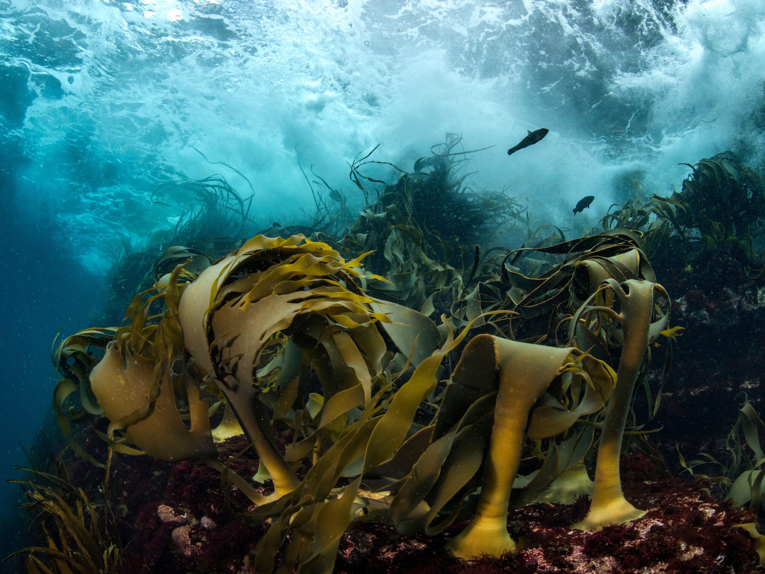 Bull kelp