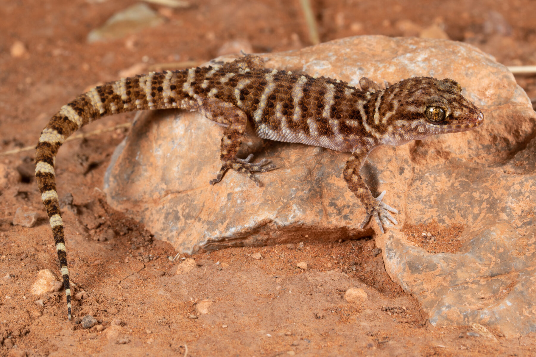 A Bynoe's gecko
