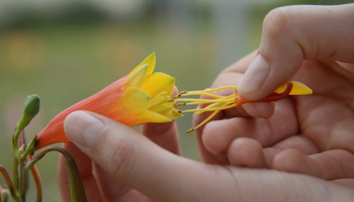 Hand-pollinating a Christmas bell