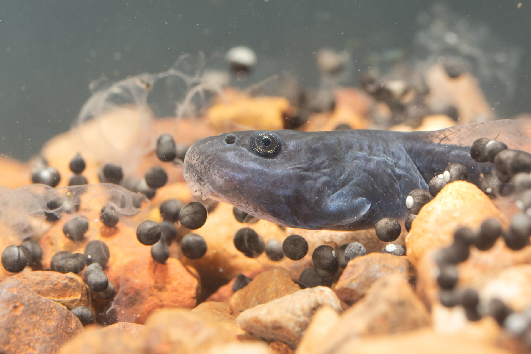 A Peter Pan toad tadpole eating newly-laid toad eggs