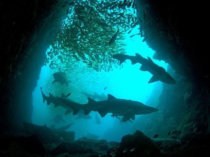 Grey nurse shark