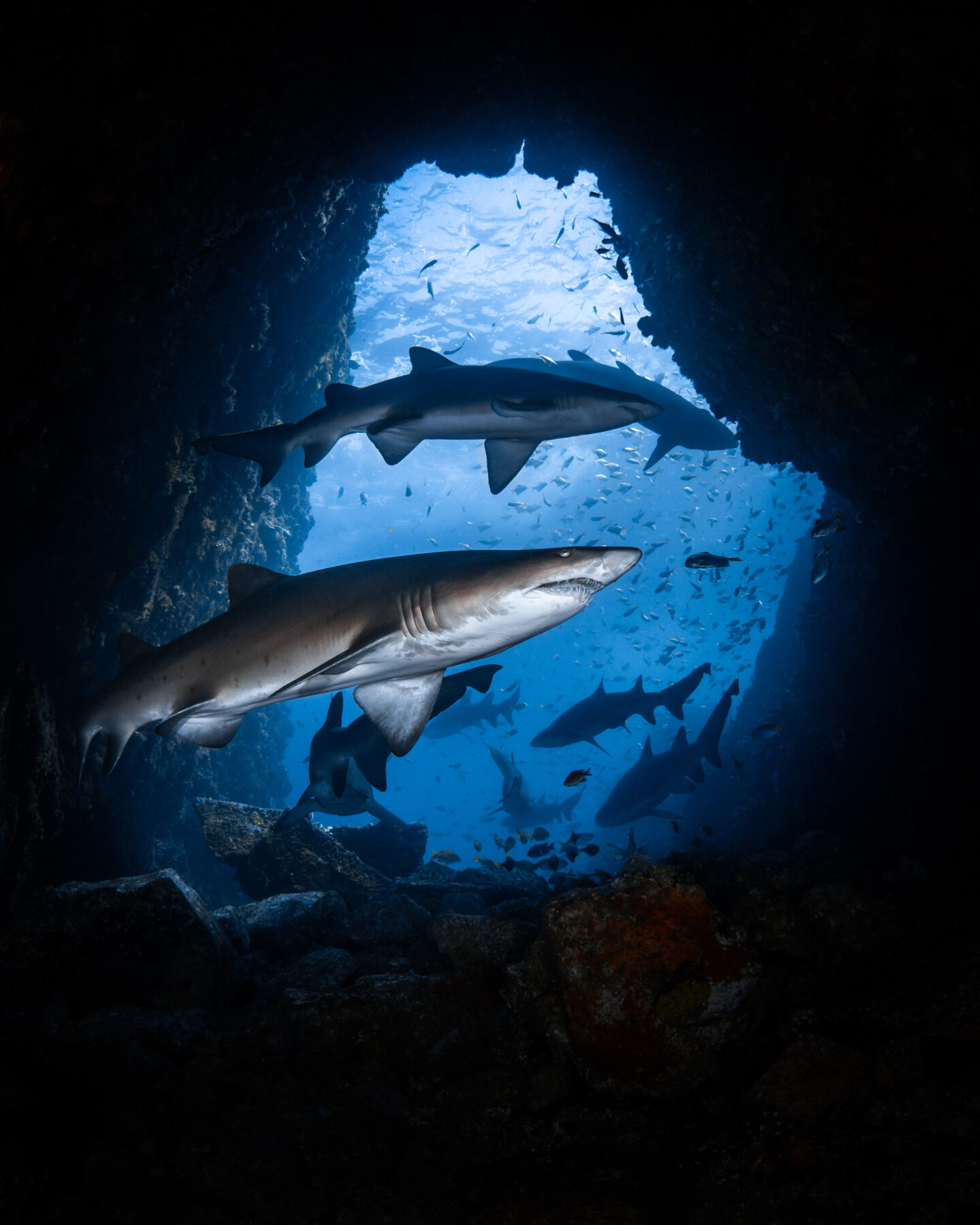 Grey nurse sharks swimming at Fish Rock