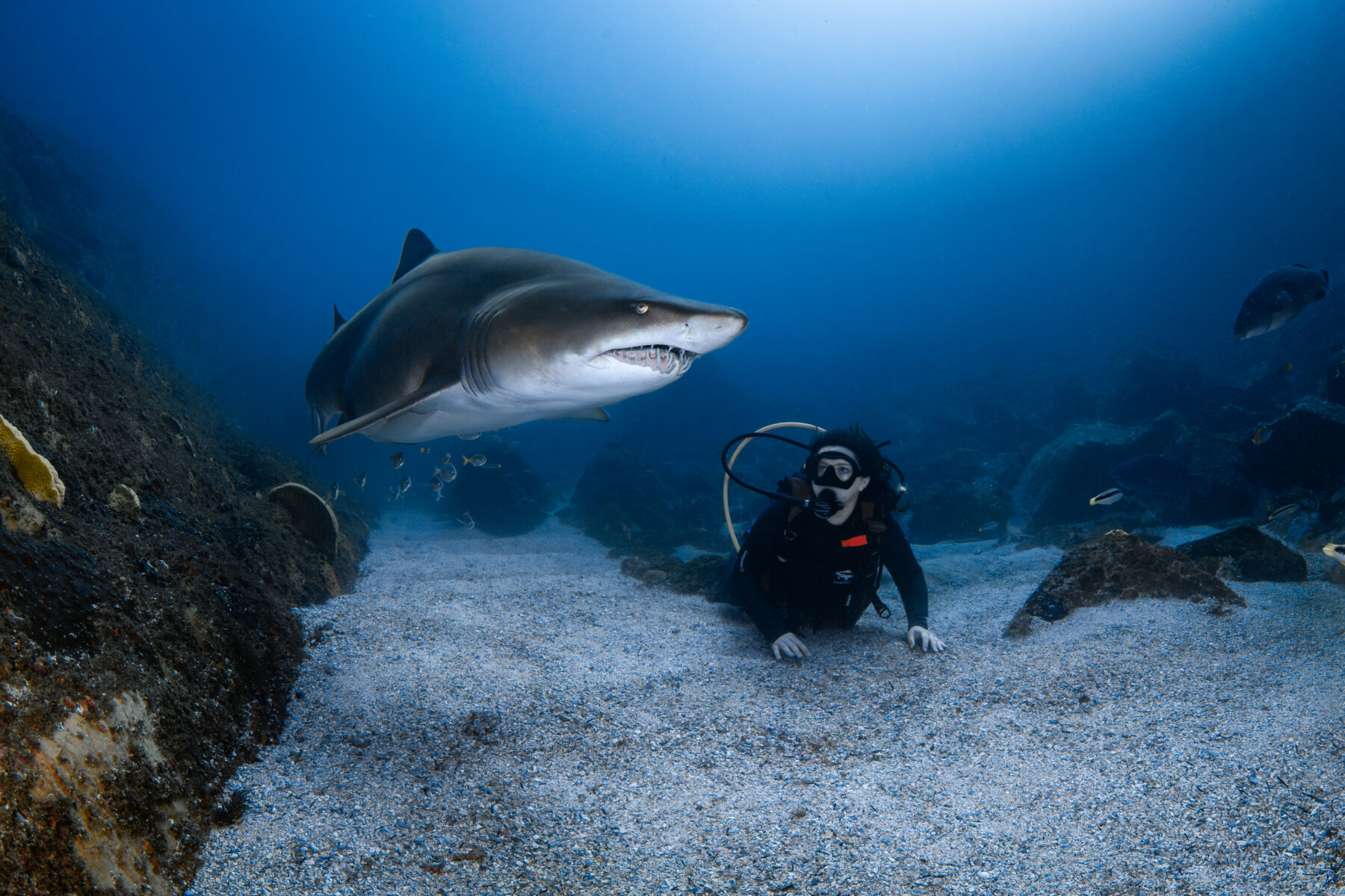 a scuba diver and a grey nurse shark at Fish Rock