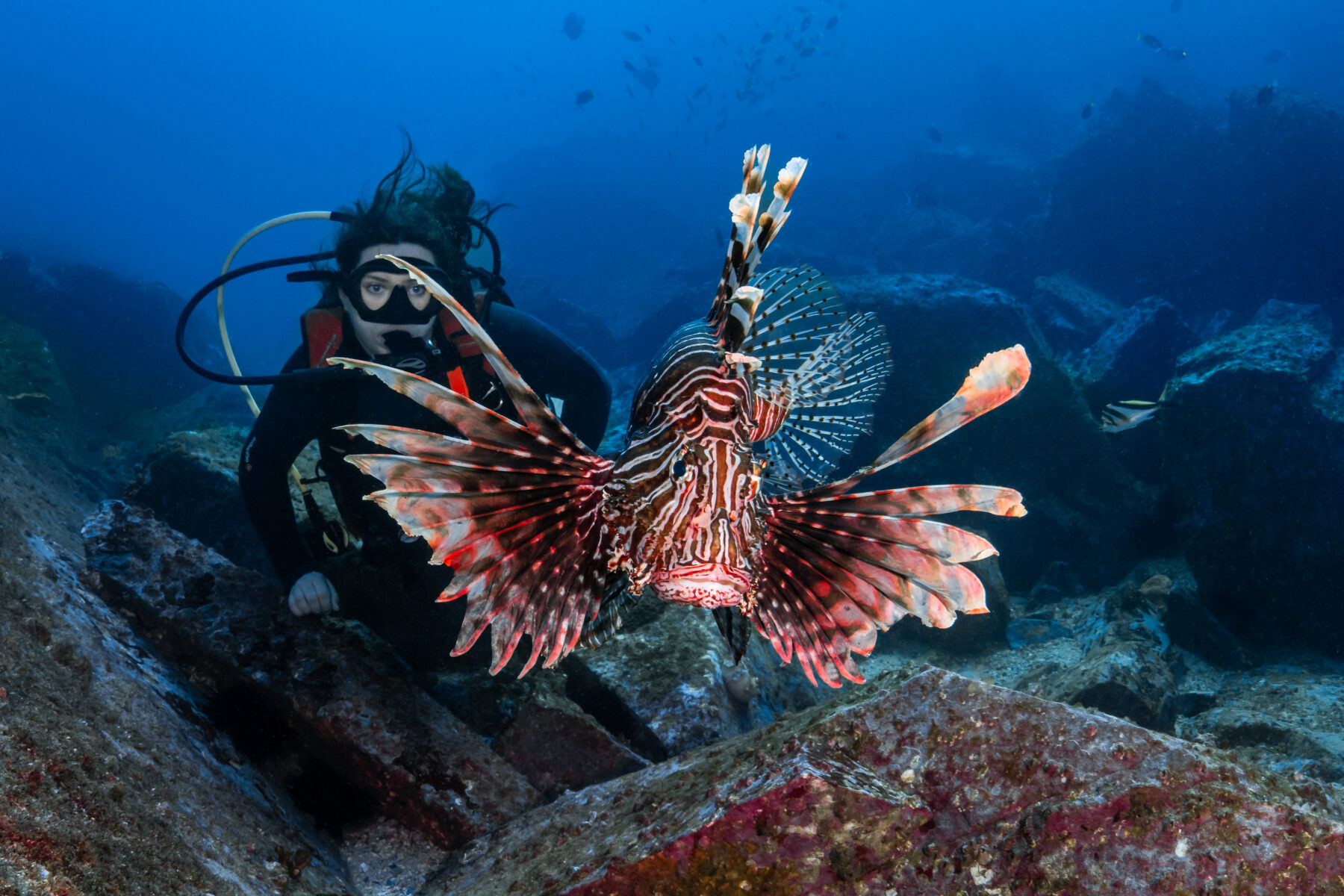 A scuba diver with a lionfish at Fish Rock.