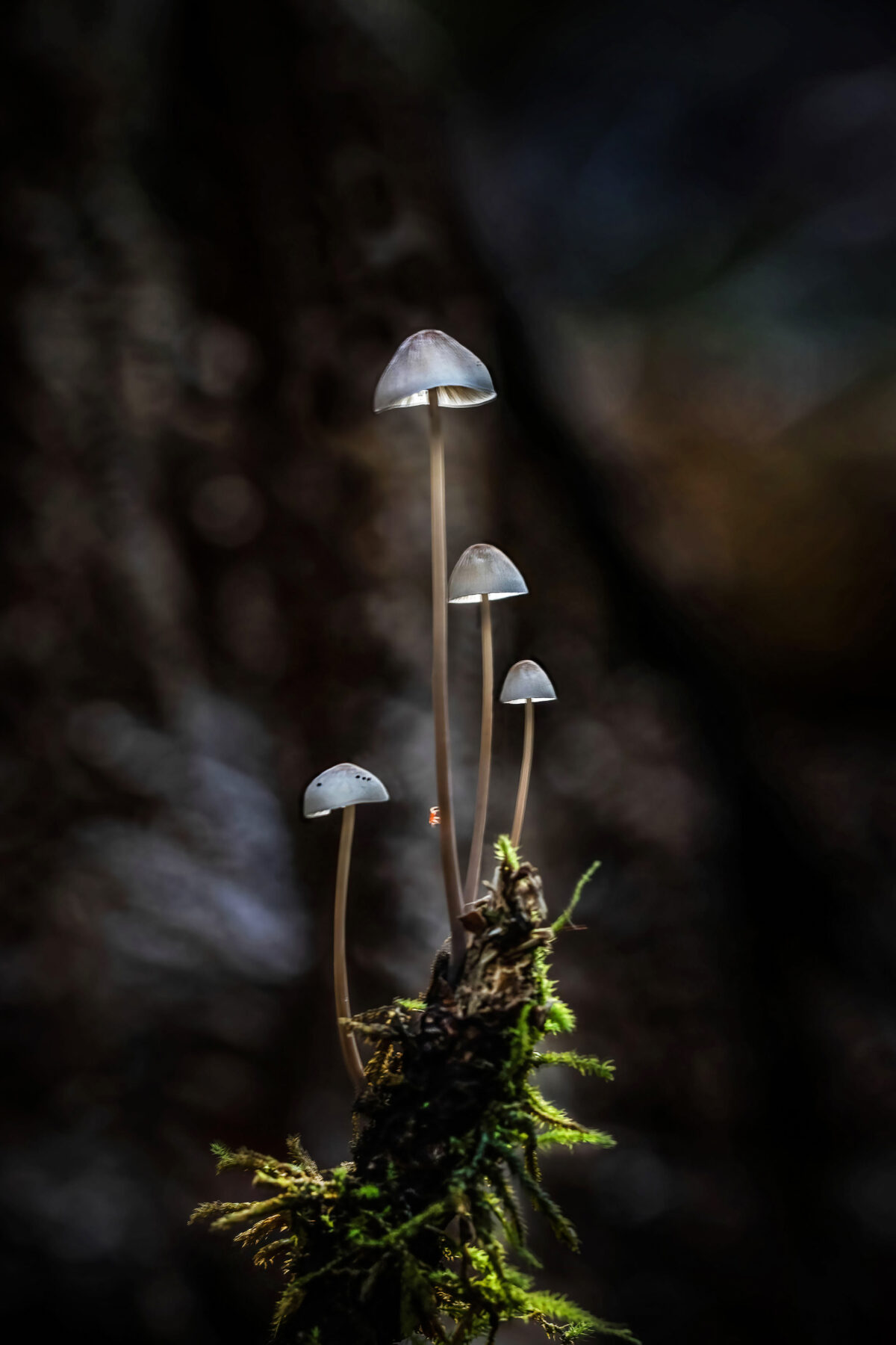 Fungi