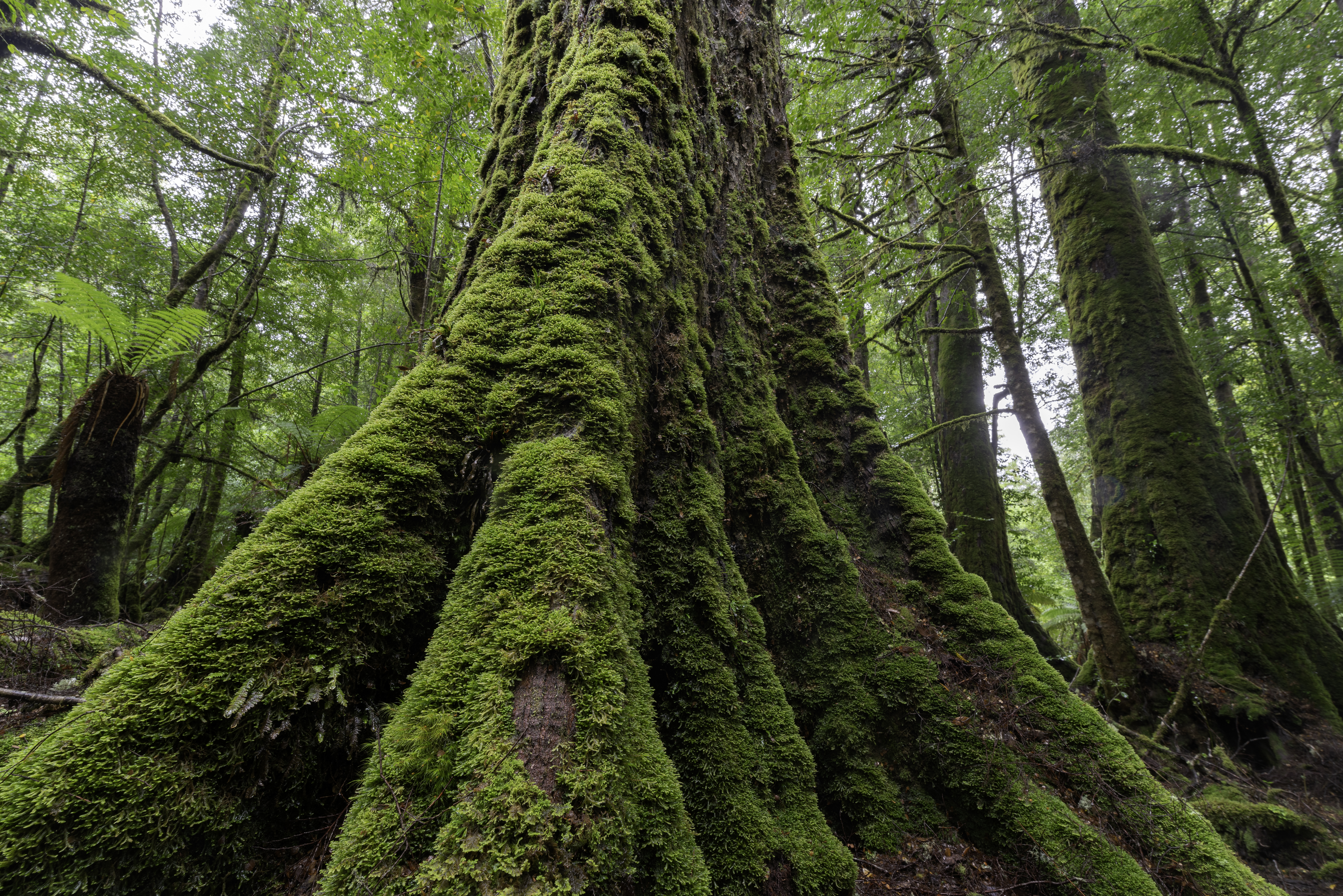 An ancient myrtle beech in Takayna