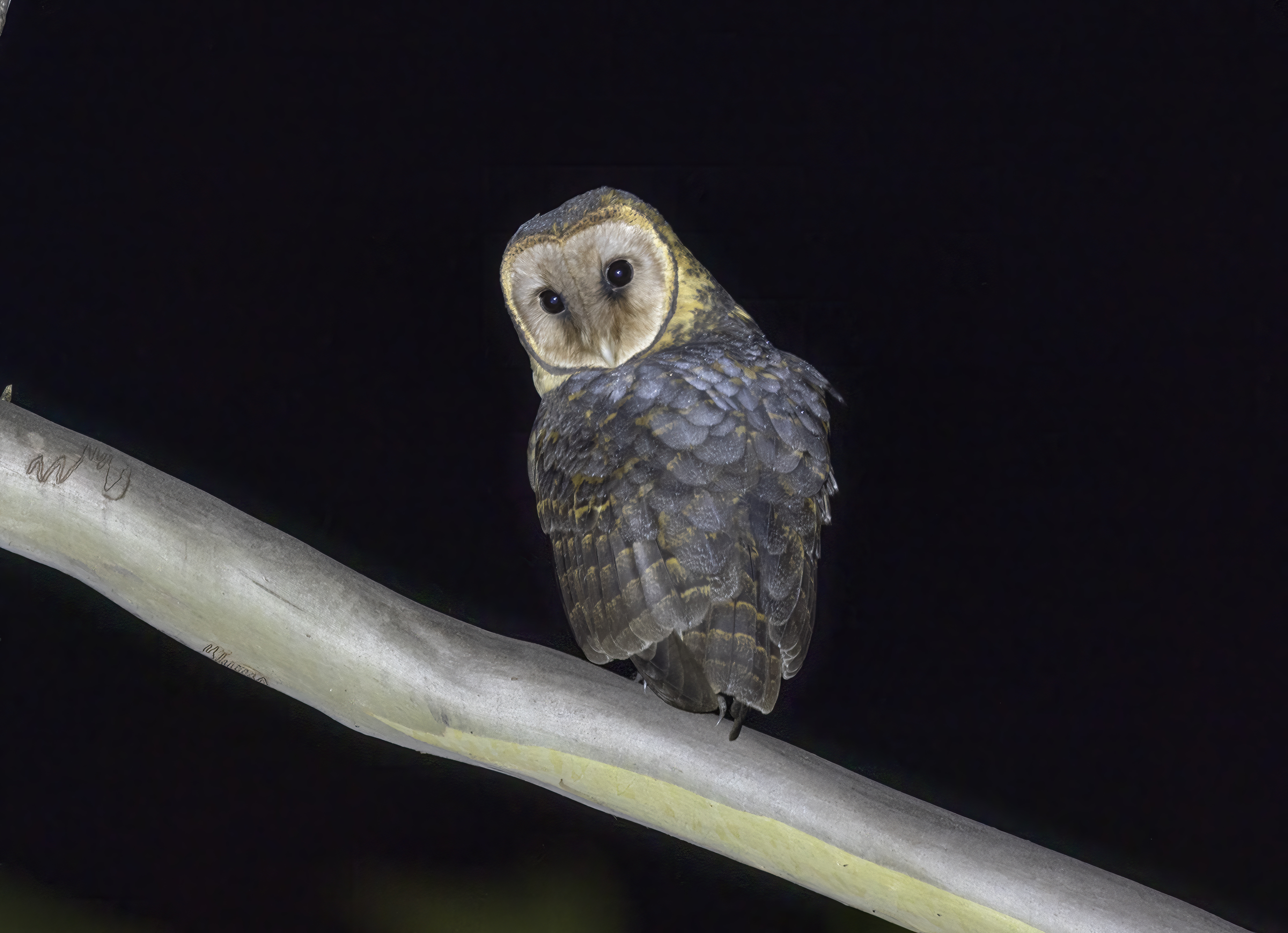 A Tasmanian masked owl