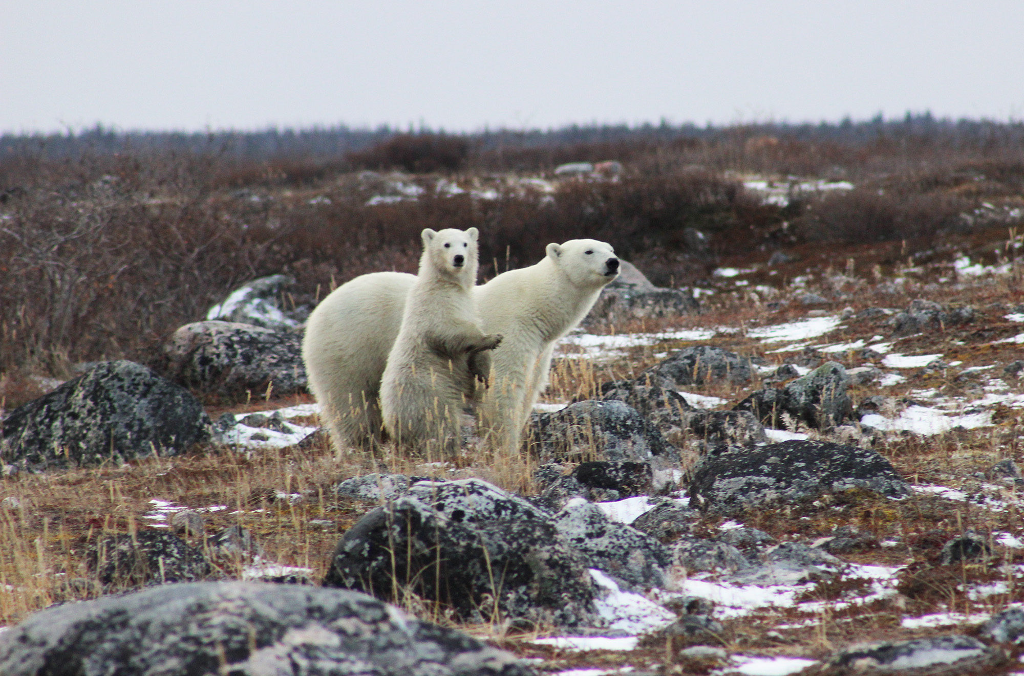 Go wild in Manitoba and the Yukon Go wild in Manitoba and the Yukon