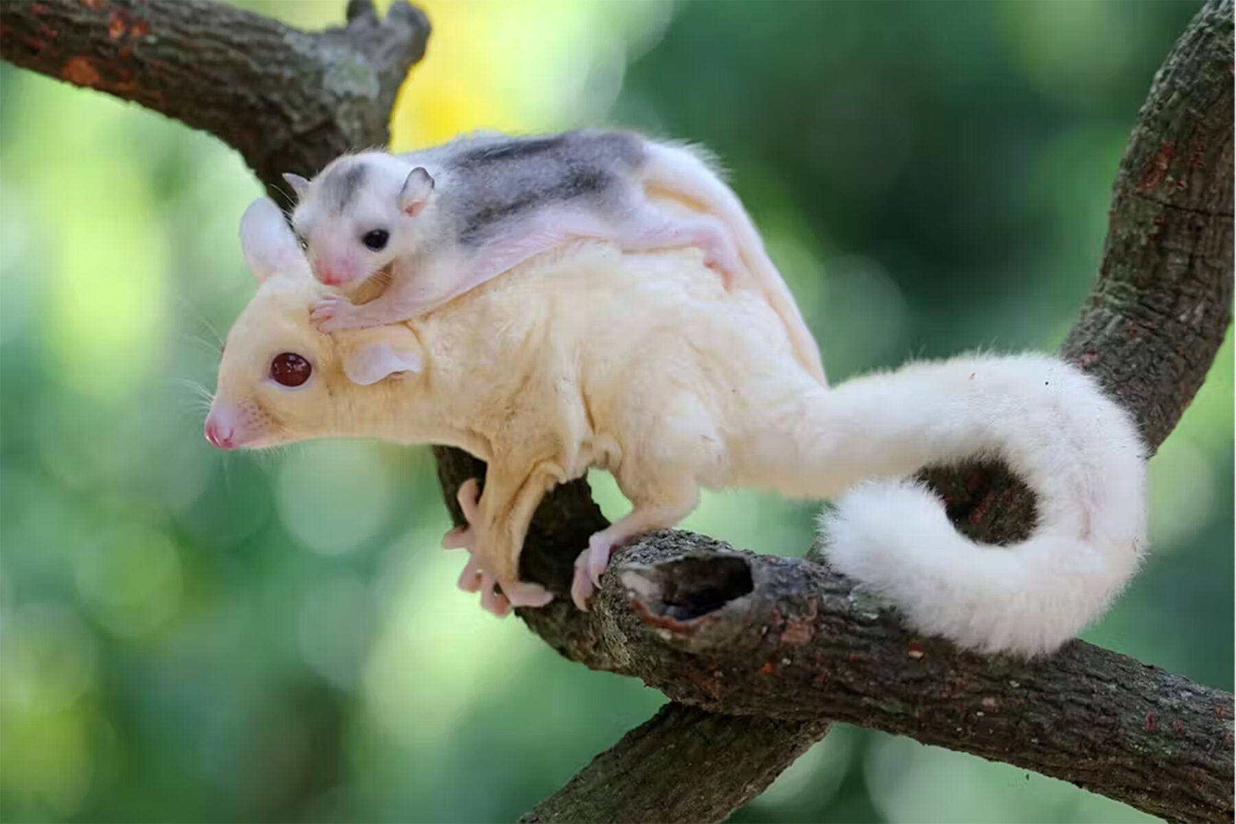 White (leucistic) sugar gliders