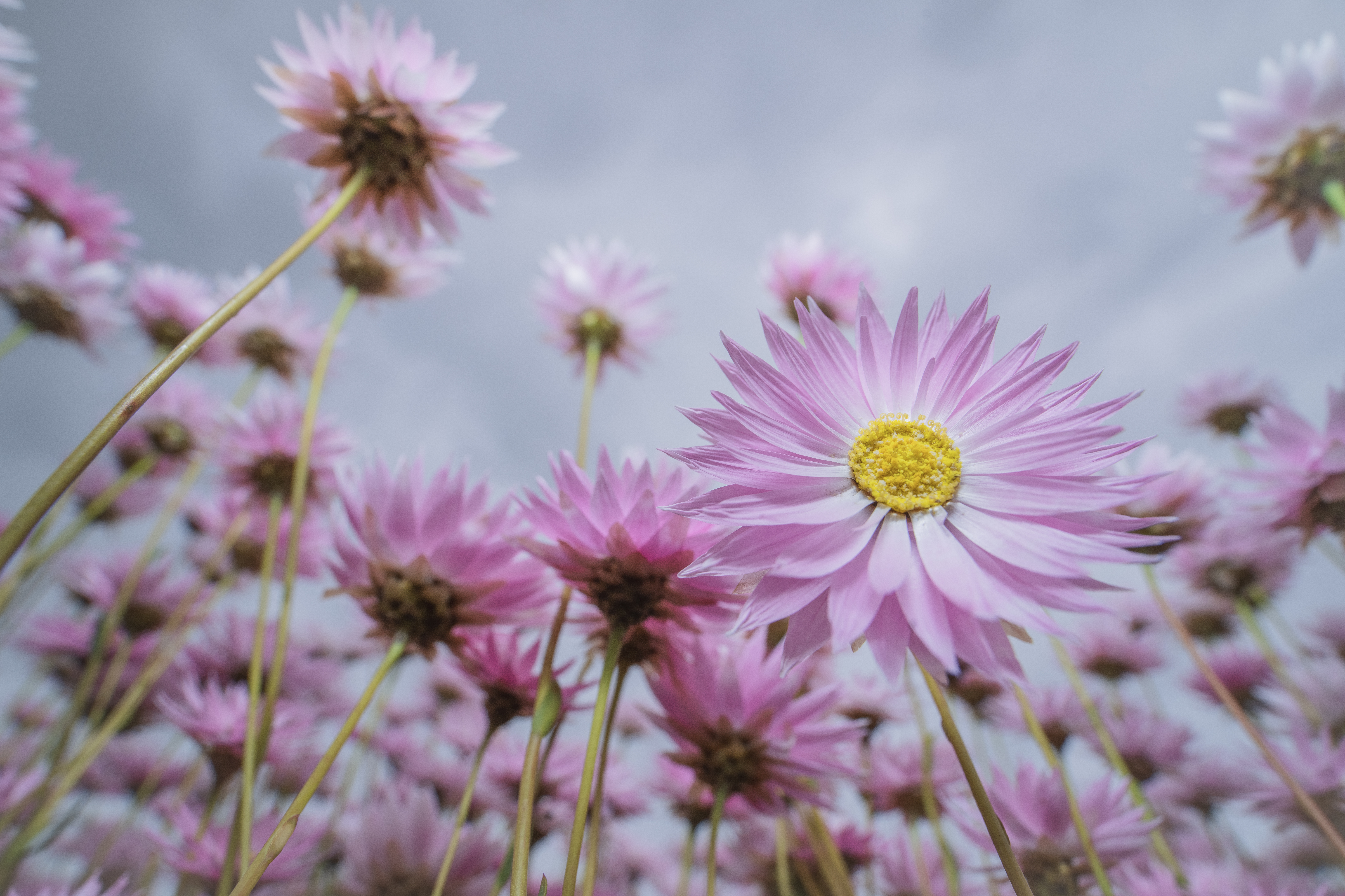 Wildflowers