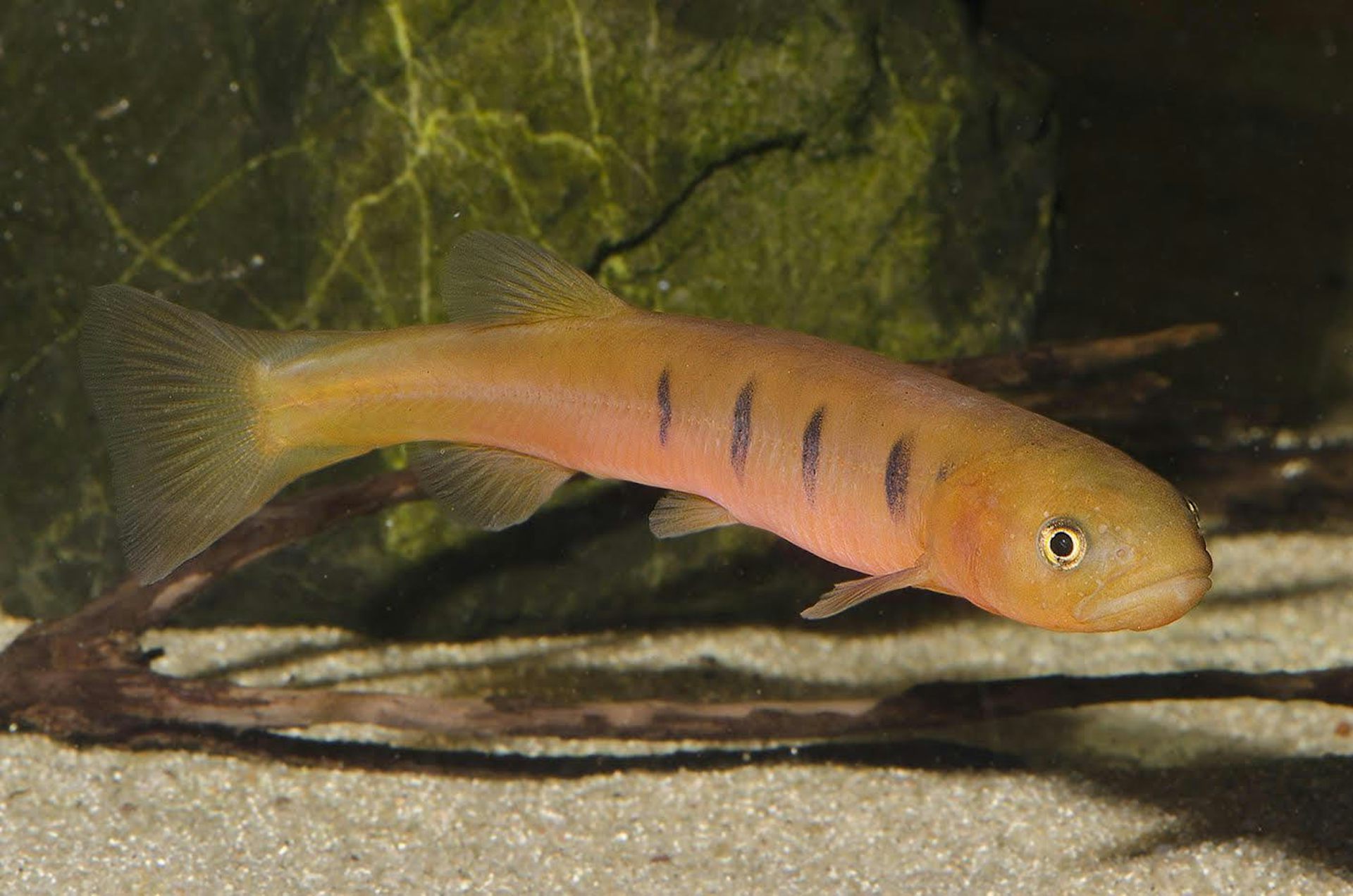 Troubled waters: Australia’s freshwater fish are facing extinction