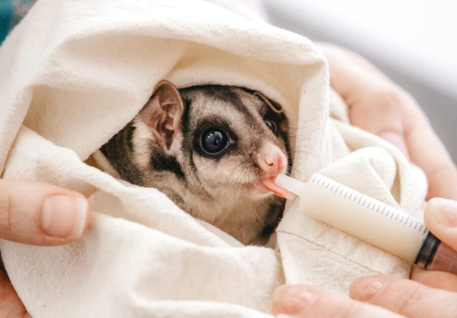A captive squirrel glider being held and fed with a syringe.