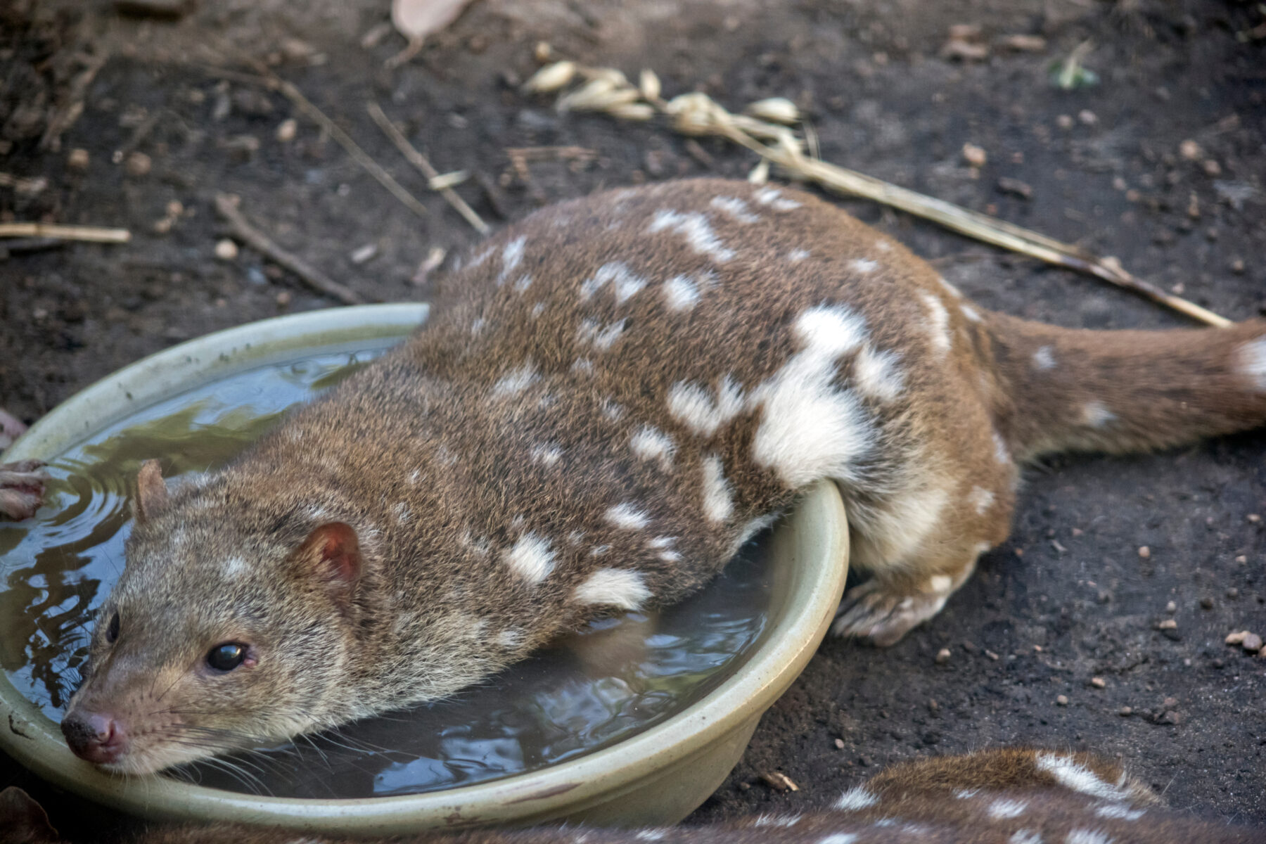 Quoll