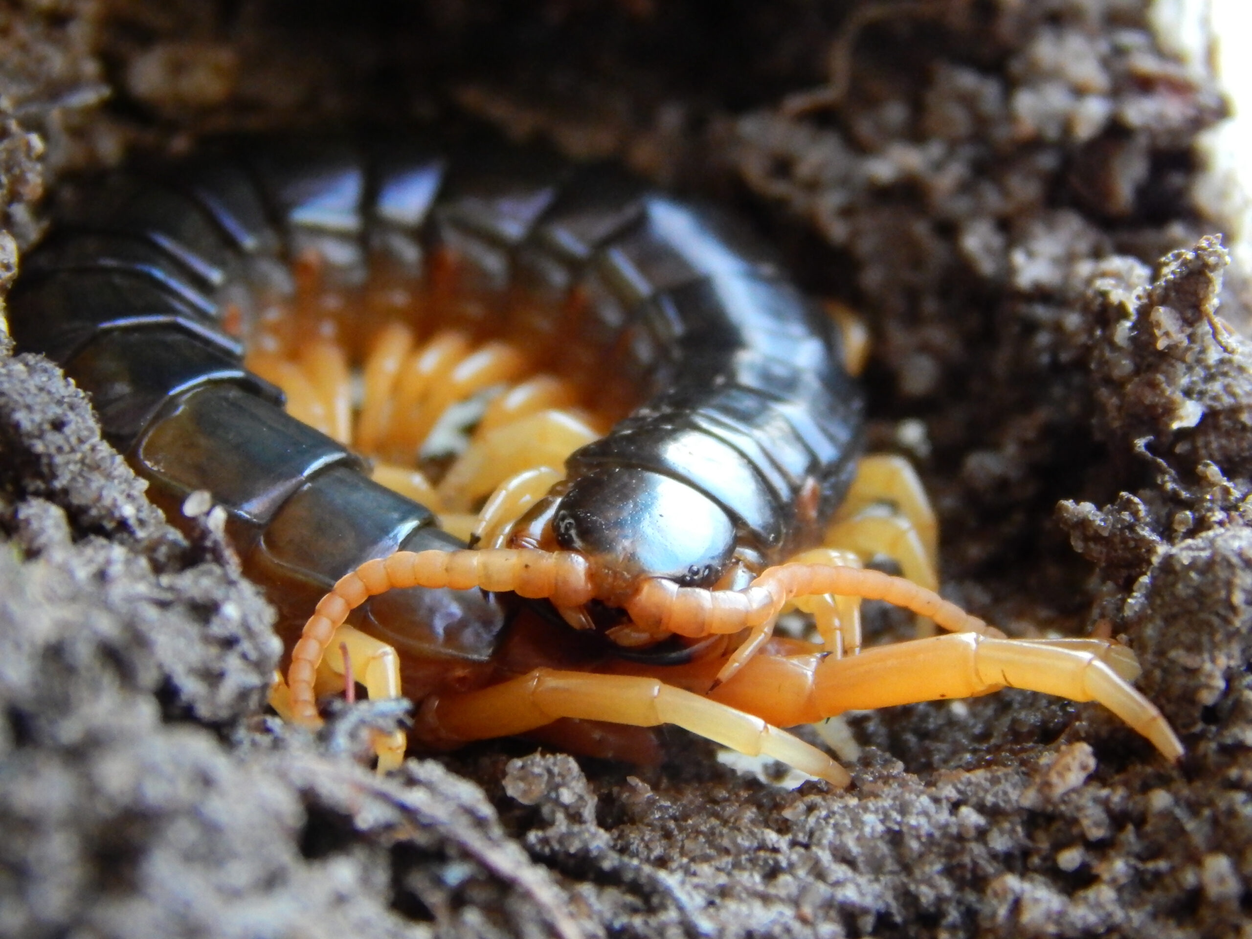 Image for article: Of course Australia has venomous giant centipedes
