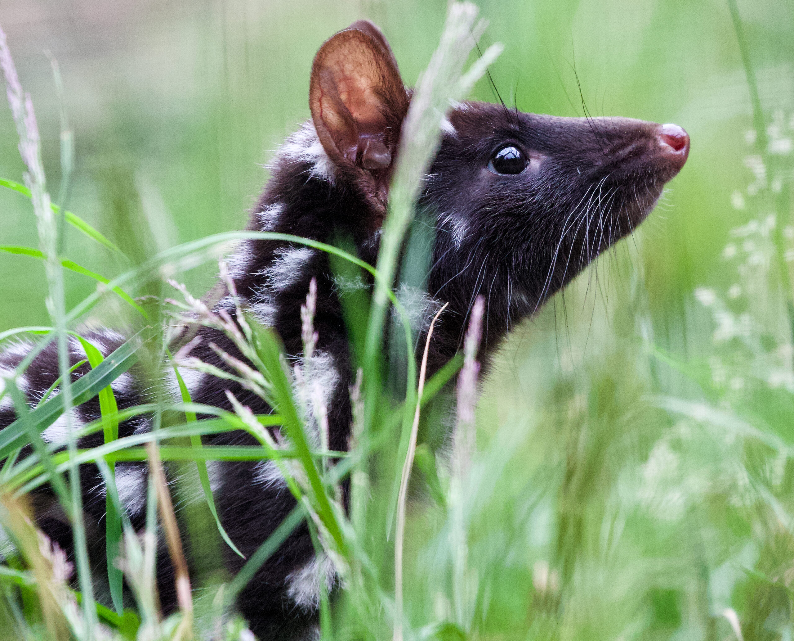 Image for article: Quolls have no business being that cute