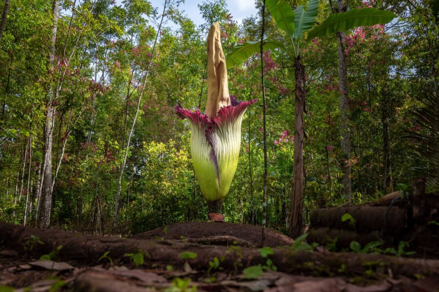 a giant corpse flower