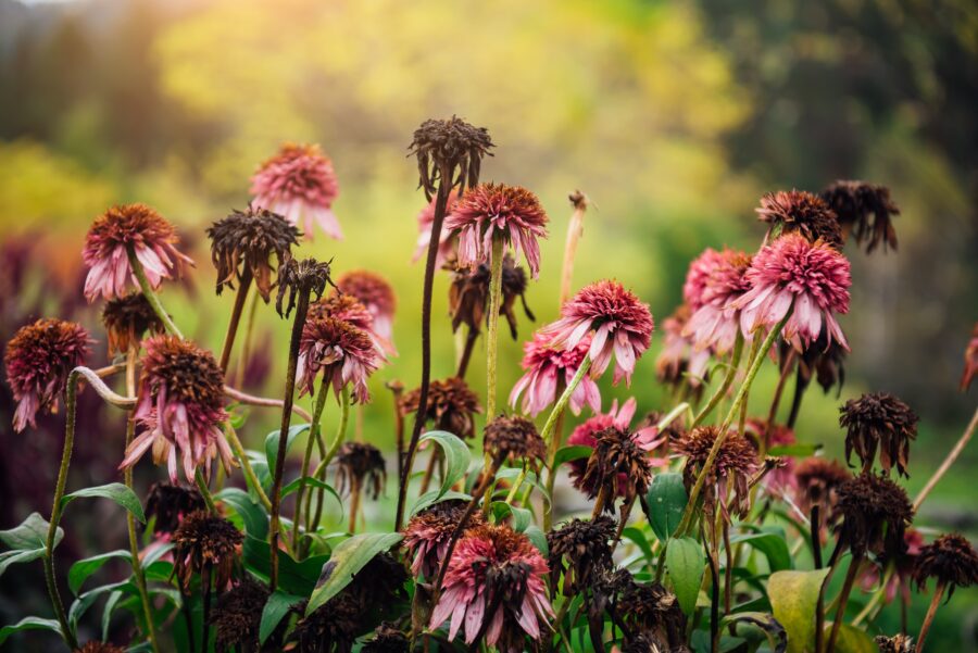 Wilting flowers