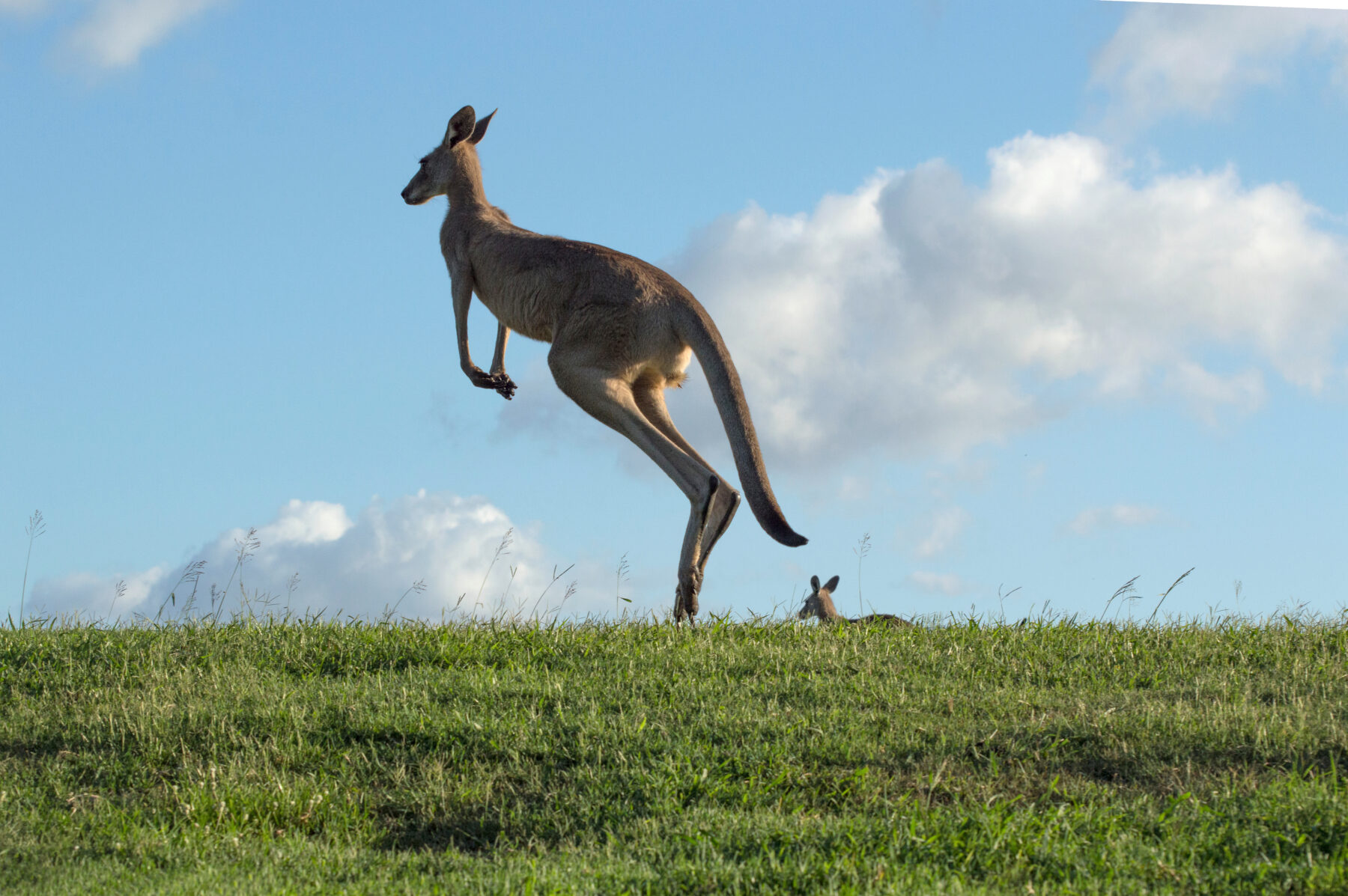 An eastern grey kangaroo, hopping