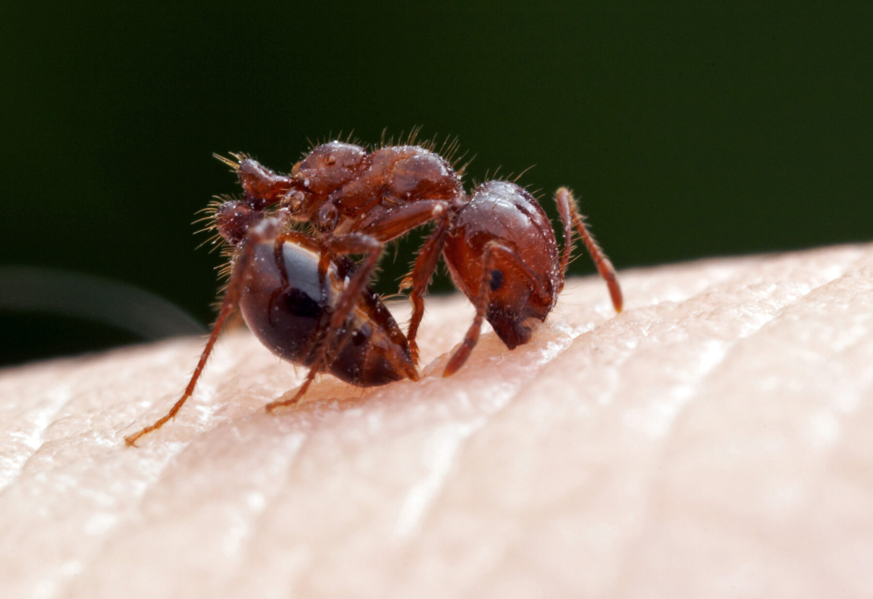Red imported fire ant on human skin