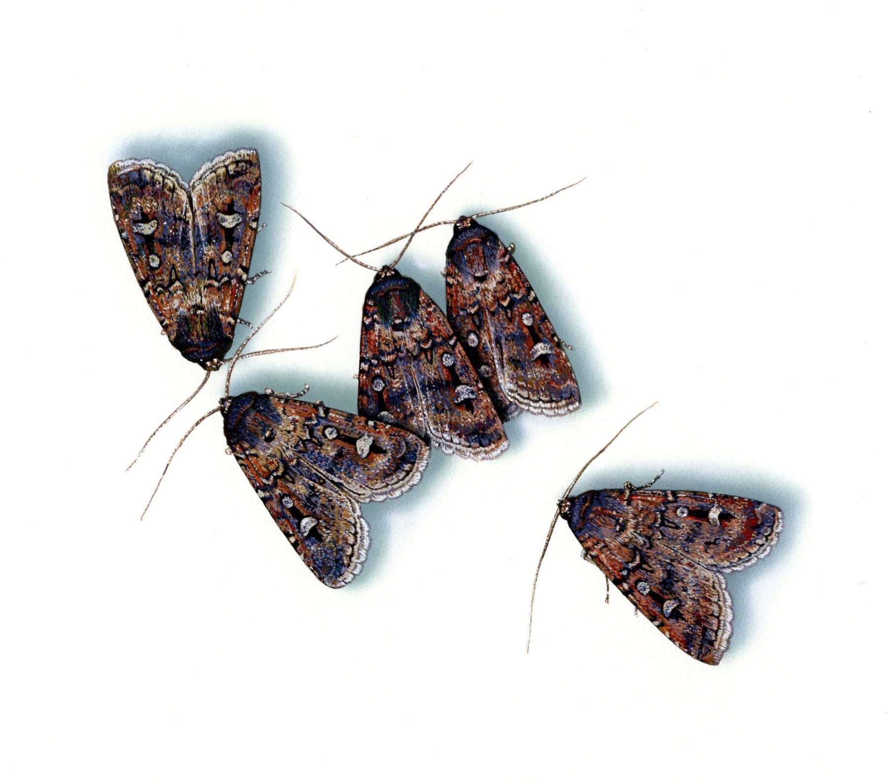 Bogong moths illustration