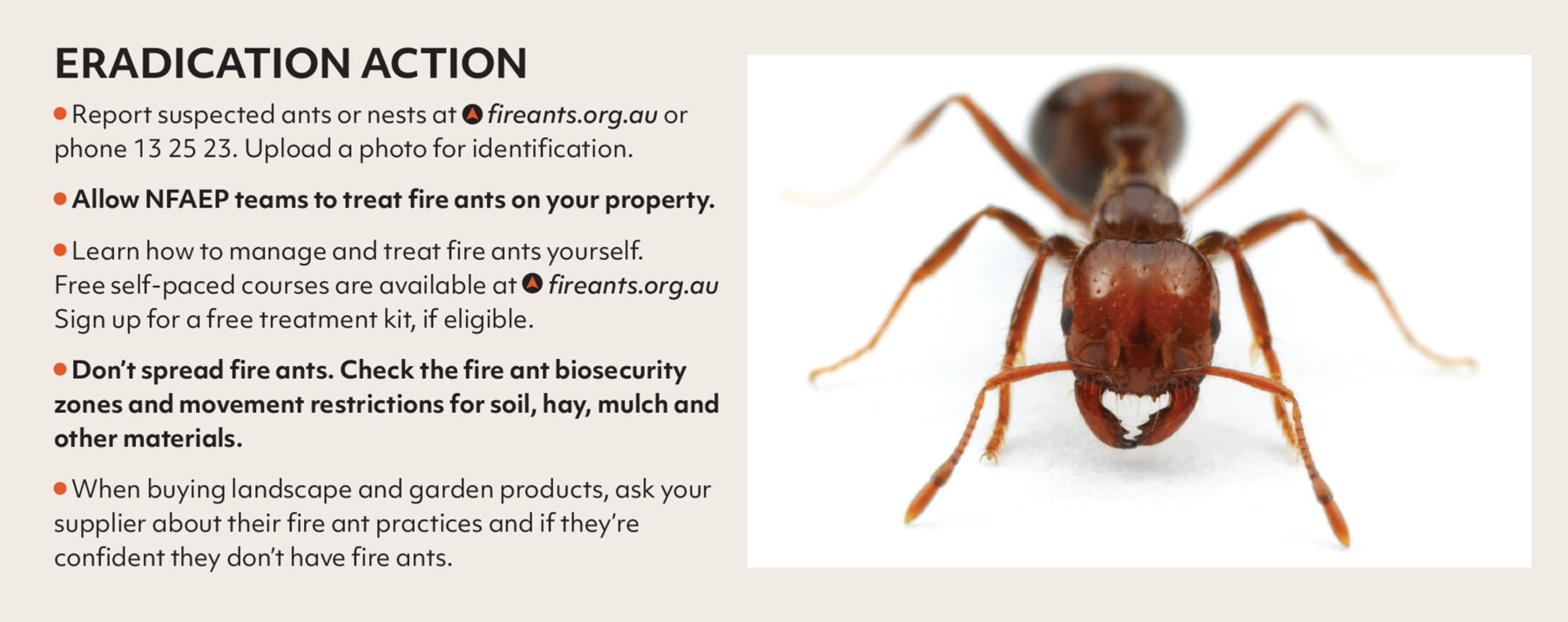 How to eradicate fire ants