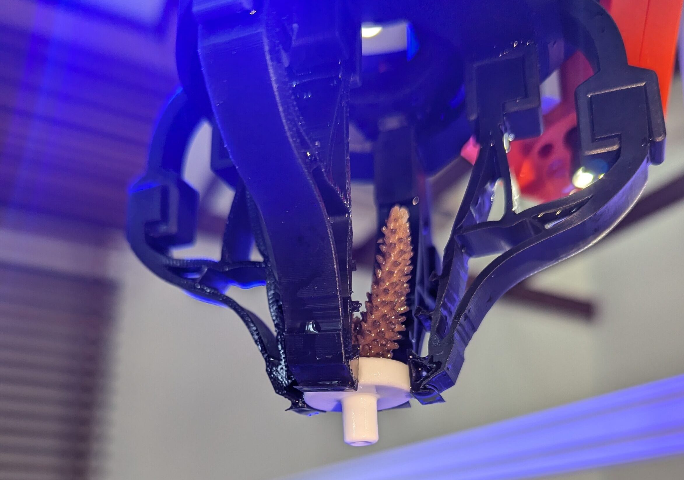 A helping (robotic) hand for coral