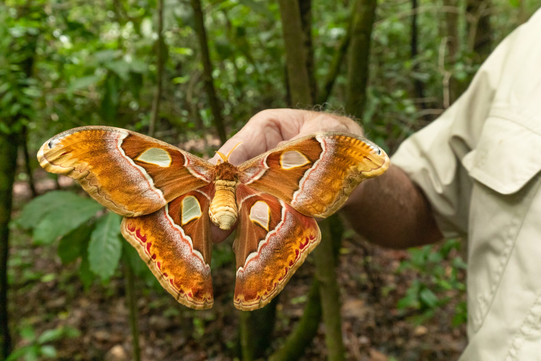 An atlas moth being held by a man's hand.