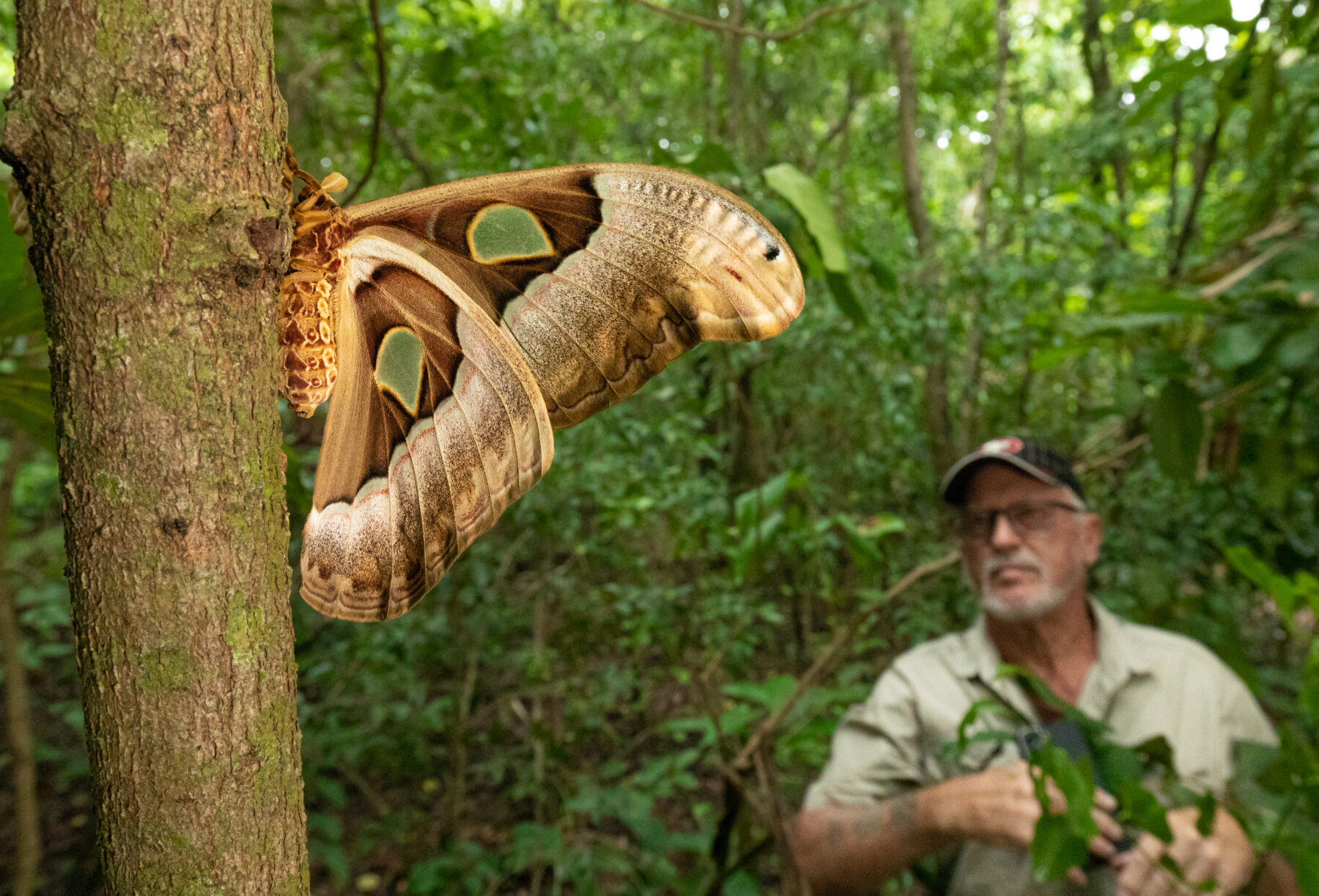 An atlas moth and Geoff Martin