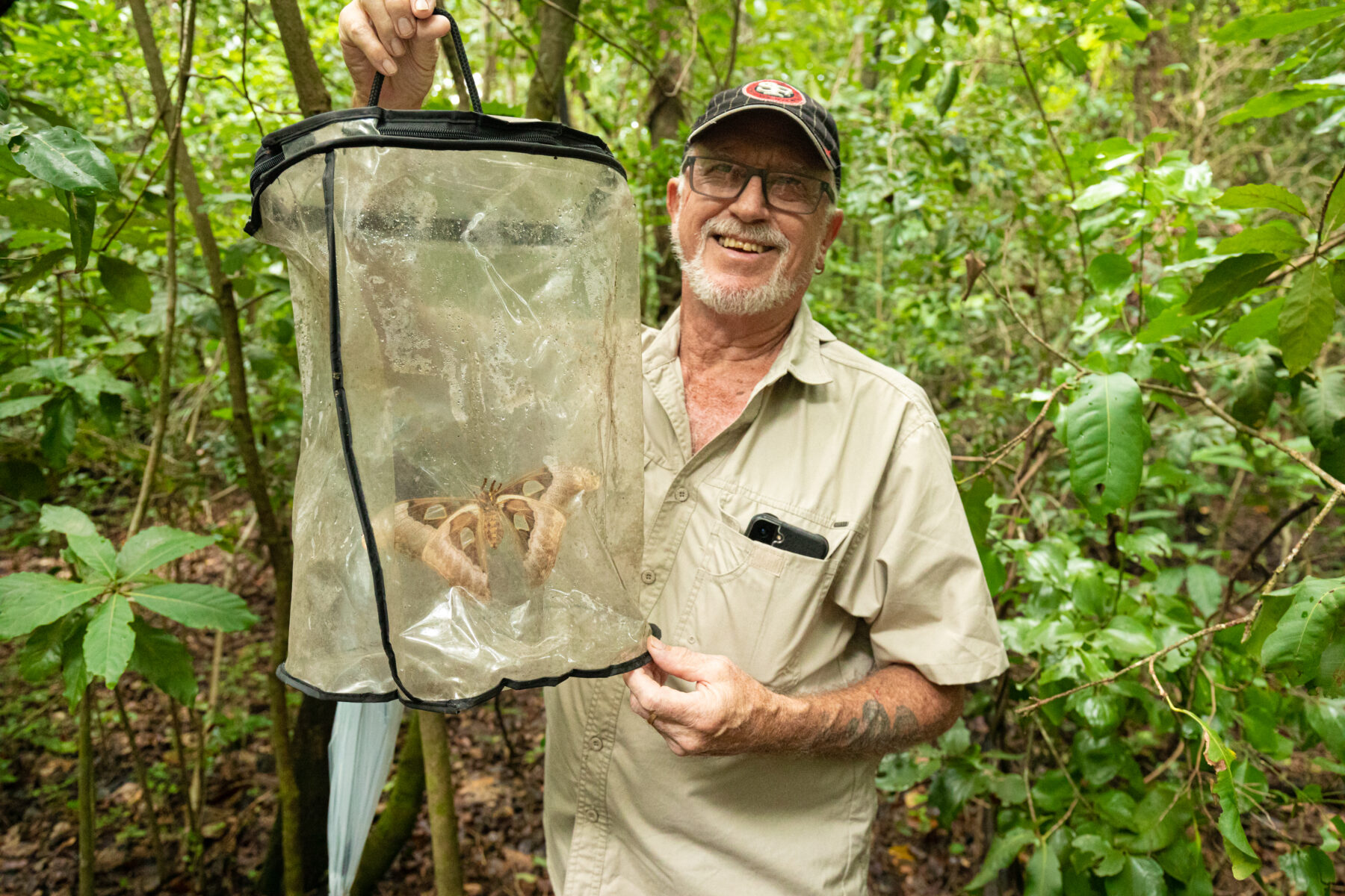 An atlas moth in a net, being held by Geoff Martin