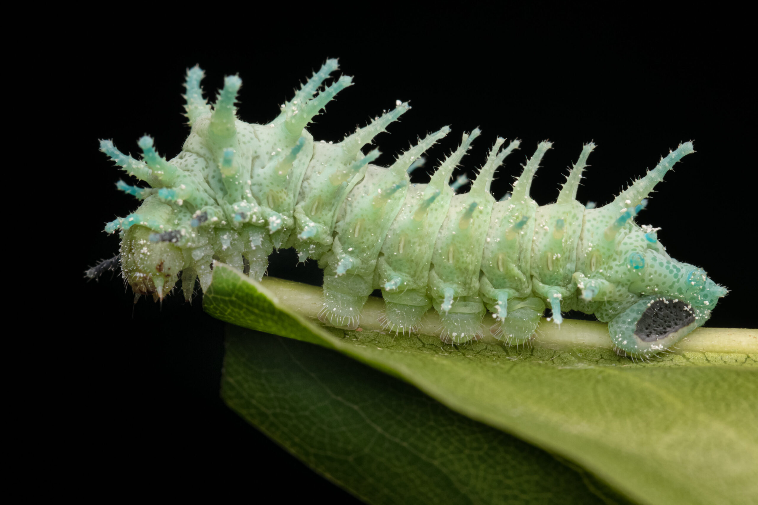 An atlas moth caterpillar