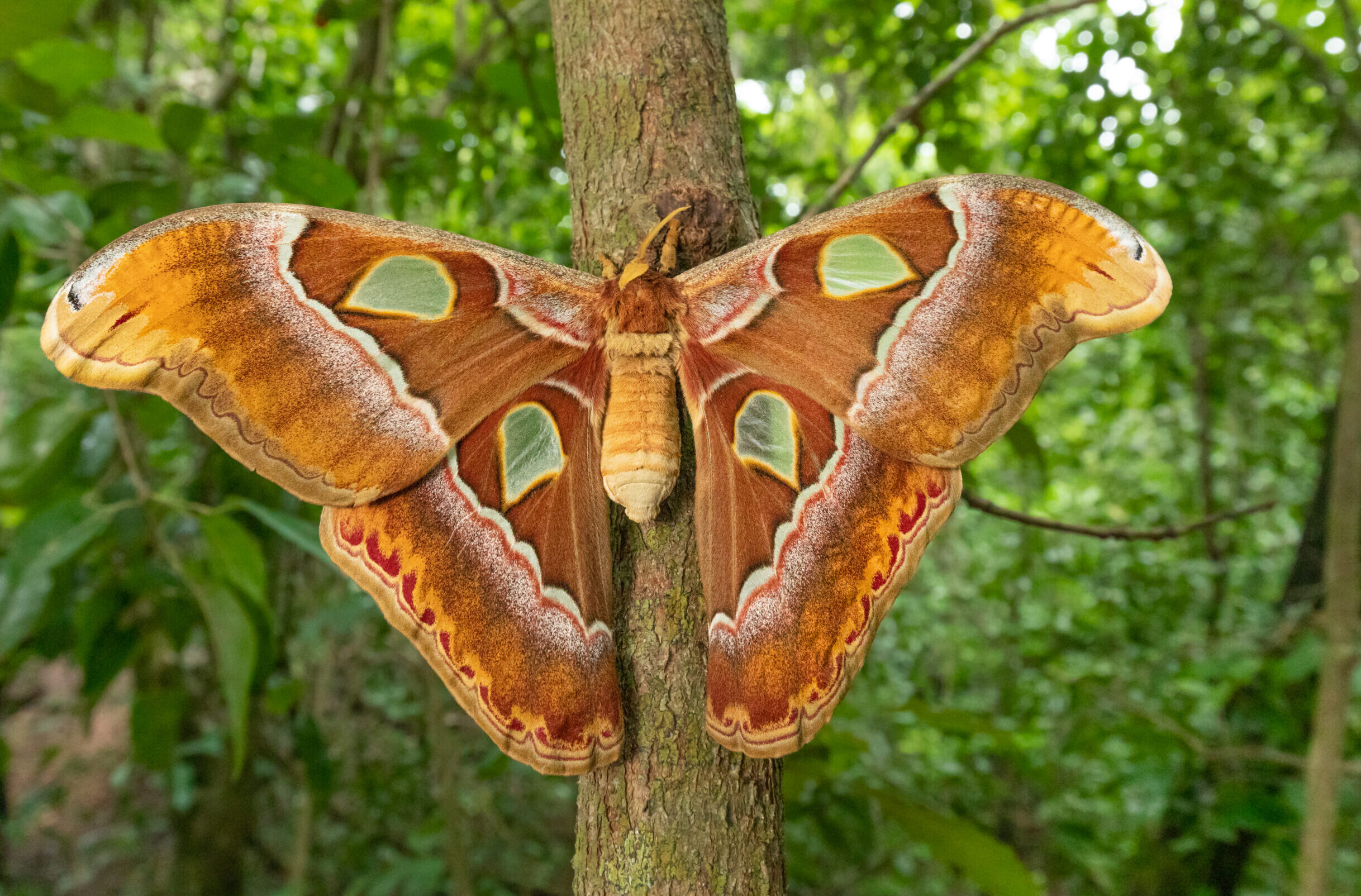 Bringing the Top End’s massive moth back to the burbs 