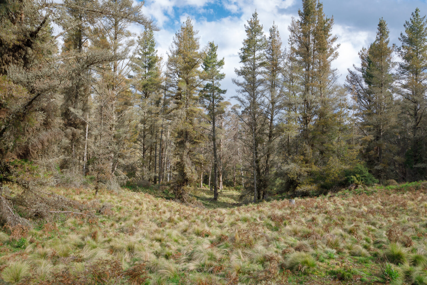 Long sunskink habitat